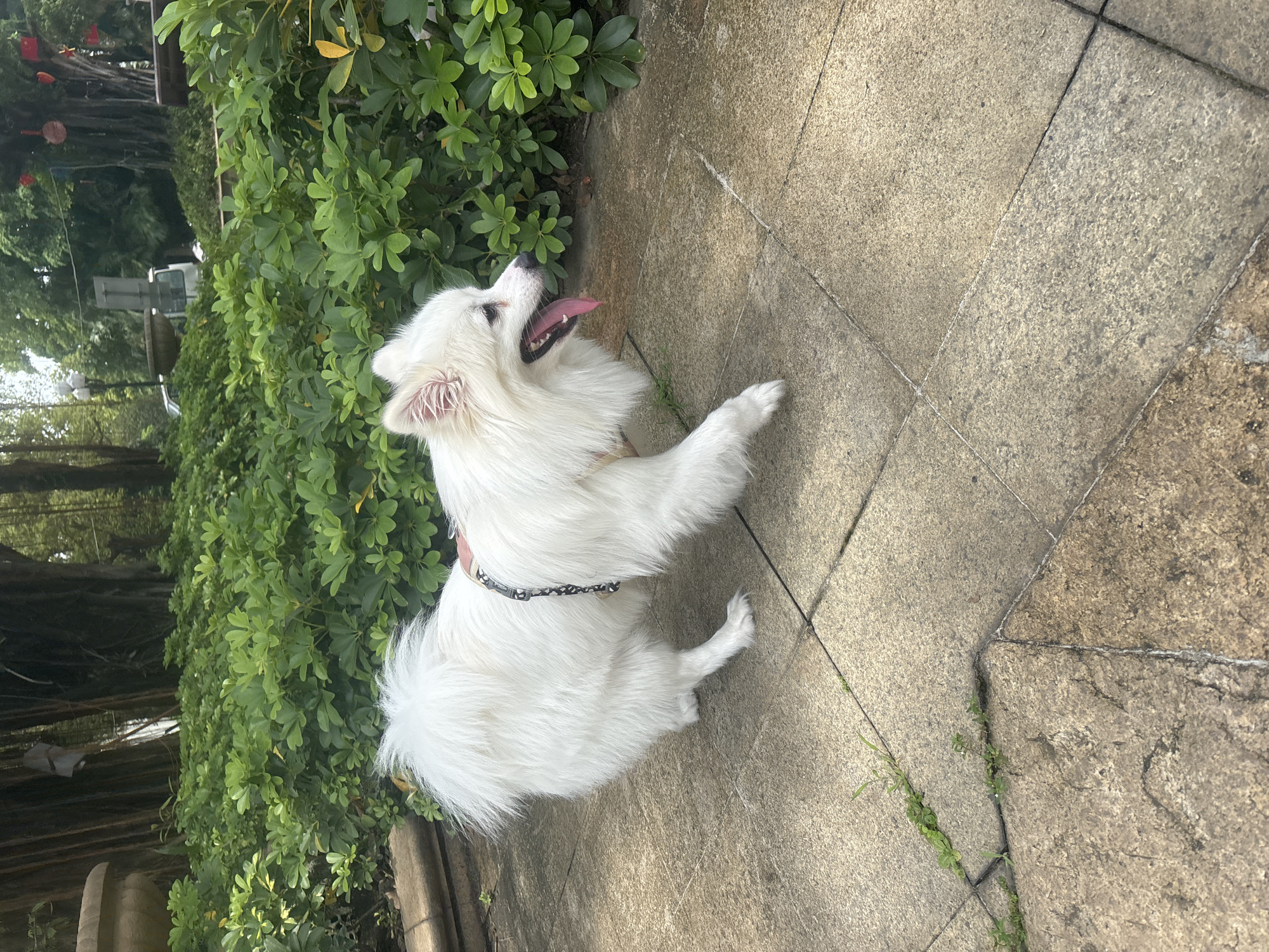A fluffy white Pomeranian dog is captured in mid-stride on a paved walkway in a park. The dog is wearing a harness and leash. Its tongue is out, and it appears to be panting. Lush green bushes are visible in the background, with trees and some structures further beyond, suggesting an outdoor park setting. The pavement is made of large, square tiles. The scene is likely in Nanhai District, China, given the context of the request.
