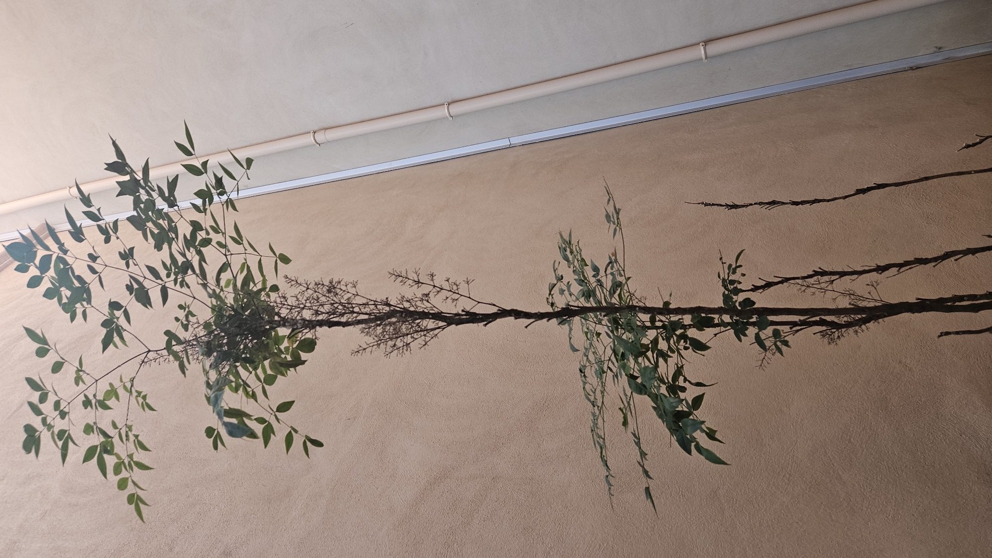 A tall, slender tree with sparse green leaves and a network of thin, bare branches stands against a textured, beige wall. To the right of the tree, a pale, cream-colored wall meets the beige wall at a corner, with a thin, vertical metal strip and a light beige pipe running down the cream wall. The scene appears to be an outdoor courtyard or alleyway in L'Île-Rousse, France, bathed in soft, natural light.