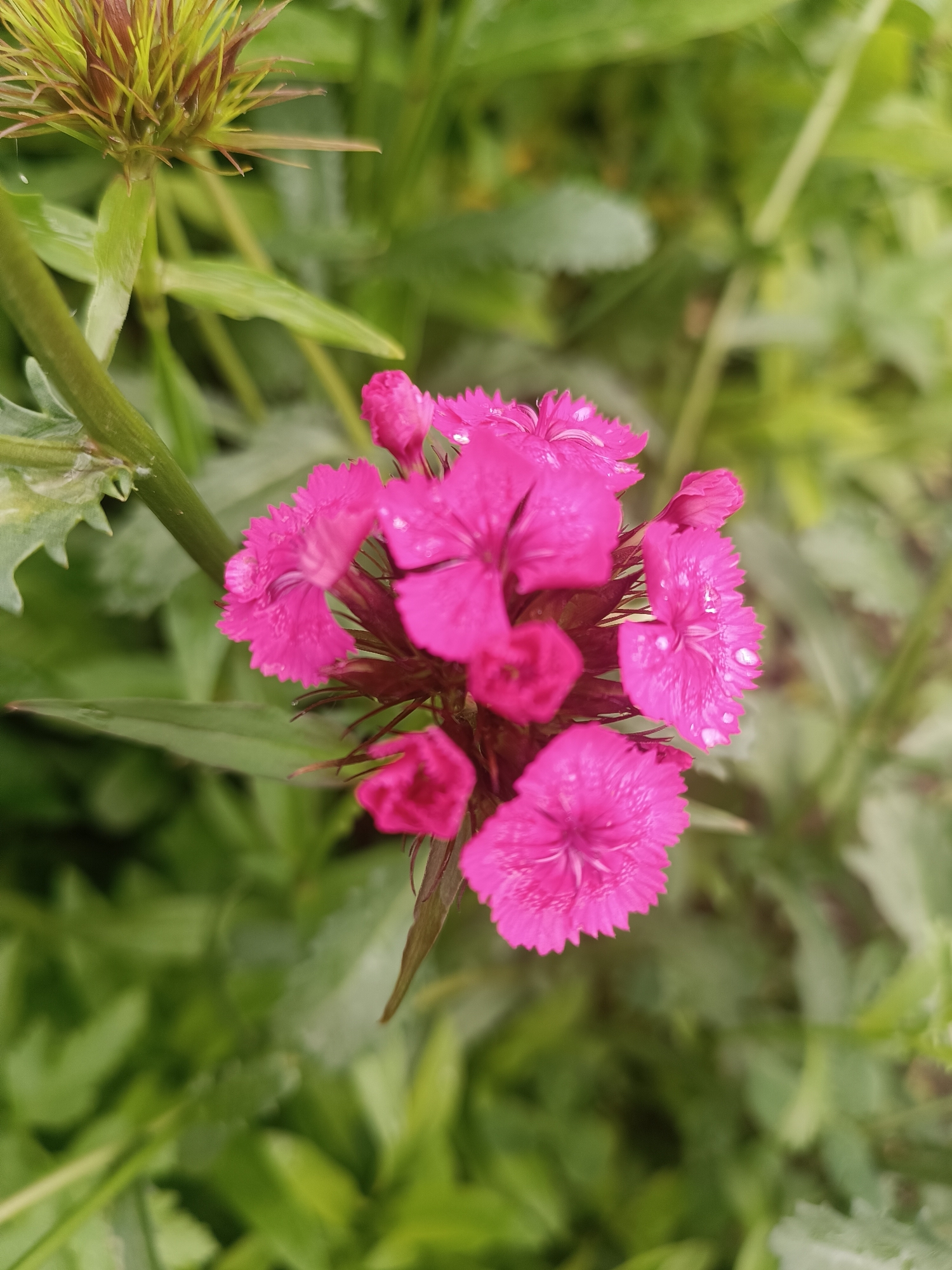 A close-up, top-down view of a cluster of vibrant pink dianthus flowers is captured against a blurred green foliage background. The petals of the flowers are finely serrated and appear slightly wet, with small water droplets visible on their surfaces. One prominent flower in the center displays its intricate stamen structure. To the left, a fuzzy green seed head or bud is partially visible. The overall lighting suggests an outdoor, natural setting, possibly in a garden. The image does not contain any people or specific identifiable landmarks. The scene could be located in Chaikovsky, Russia, or any other region with similar flora.