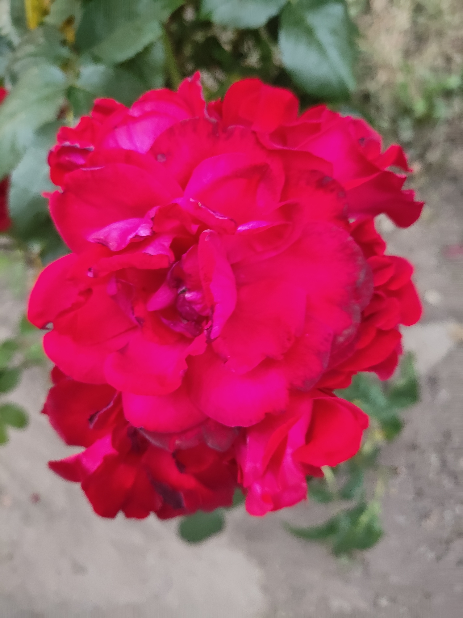 A close-up, vertical, full-frame shot shows a vibrant red rose in bloom. The rose has numerous layered petals, with the innermost petals appearing darker and more tightly furled, while the outer petals are more open and delicate. The color ranges from a deep crimson to a brighter fuchsia, with some petals showing subtle darker areas or blemishes. The rose is centered in the frame, with its bottom half slightly obscured by other unfurled petals. In the background, out-of-focus green leaves are visible at the top, and a muted, sandy-colored ground surface with small pebbles is seen at the bottom and to the right. The lighting is soft, creating a gentle highlight on the petals. The image does not contain any individuals or specific urban features that would allow for identification of its location in Prague, Czechia.