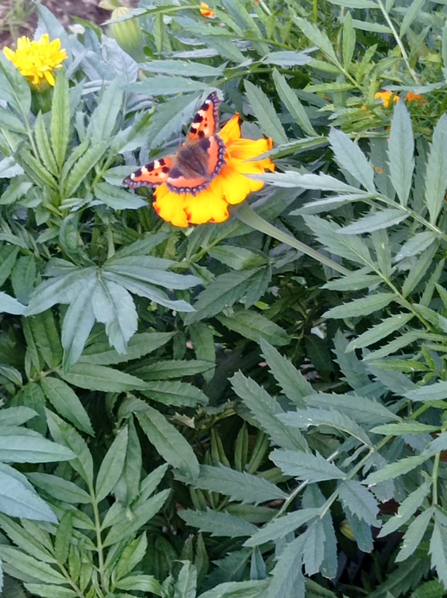 In Degtyarsk, Russia, a Tortoiseshell butterfly is perched on a vibrant orange marigold flower, surrounded by lush green foliage. The butterfly, with its distinctive orange and black patterned wings, is the focal point of the image. The marigold, a bright splash of color, contrasts beautifully with the deep green leaves of the surrounding plants. The scene appears to be a close-up shot, capturing the intricate details of the butterfly's wings and the delicate petals of the flower. The overall impression is one of natural beauty and tranquility, with the butterfly adding a touch of dynamic life to the still floral arrangement. The background is a blur of green, suggesting a garden or natural outdoor setting. There are no people or man-made objects visible in the frame.