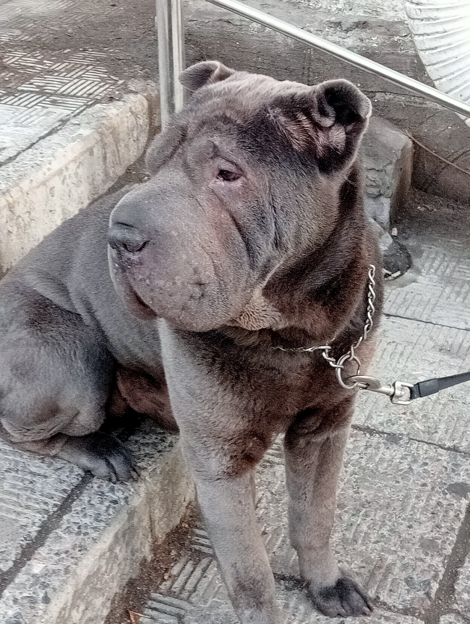 A medium shot photograph shows a blue-grey Shar-Pei dog sitting on a textured stone surface. The dog is facing to the left with its head turned to the right, looking away from the camera. The dog has prominent facial wrinkles, small ears, and a chain collar with a silver clasp and a black leash attached. The background consists of textured stone steps and what appears to be a metal railing. The lighting suggests it is daytime. The scene is outdoors, on a public walkway or park area. There are no people visible in the image. The location is not specified within the image content itself.
