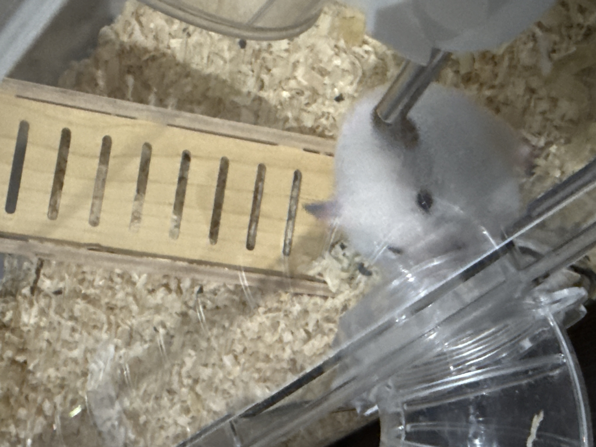 In Vostok, Kyrgyzstan, an image captures a close-up view of a small, white hamster in its enclosure. The hamster is positioned near a metal water dispenser. The enclosure is filled with wood shavings, creating a textured, light-brown environment. A wooden ladder structure is visible in the background, with horizontal slats. Part of a clear plastic accessory, possibly a food bowl or tunnel, is also present in the foreground. The hamster is facing the water dispenser, with its mouth near the nozzle, suggesting it is drinking. The overall scene is dimly lit.