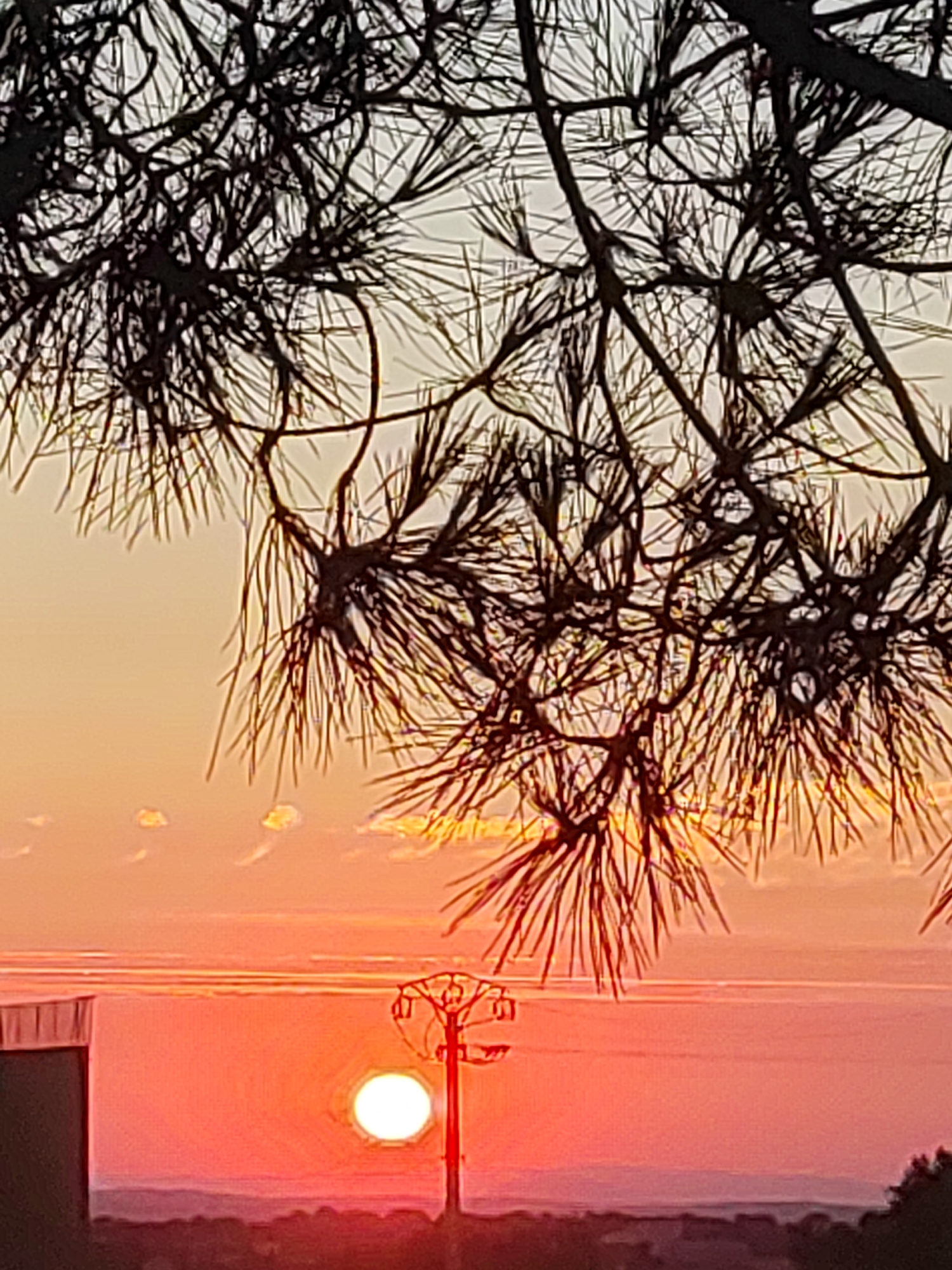 The image captures a sunset scene, likely in Sobradillo, Spain, as indicated by the mention of the city. In the foreground, the dark silhouette of pine branches with needles partially obscures the view. Below, a vibrant sunset dominates the sky, casting hues of orange and pink. A bright, glowing sun is visible near the horizon, appearing as a white circle with a radiant glow. To the left of the sun, a dark rectangular structure, possibly a building, is partially visible. To the right of the sun, a lamppost with multiple light fixtures is silhouetted against the colorful sky. The middle ground shows a body of water or a flat landscape, reflecting the sunset's colors, with faint horizontal lines suggesting distant land or water features. The background is a gradient of soft orange and pale yellow, with a few indistinct clouds. The overall scene is serene, with the natural beauty of the sunset contrasted by the man-made elements of the building and lamppost.