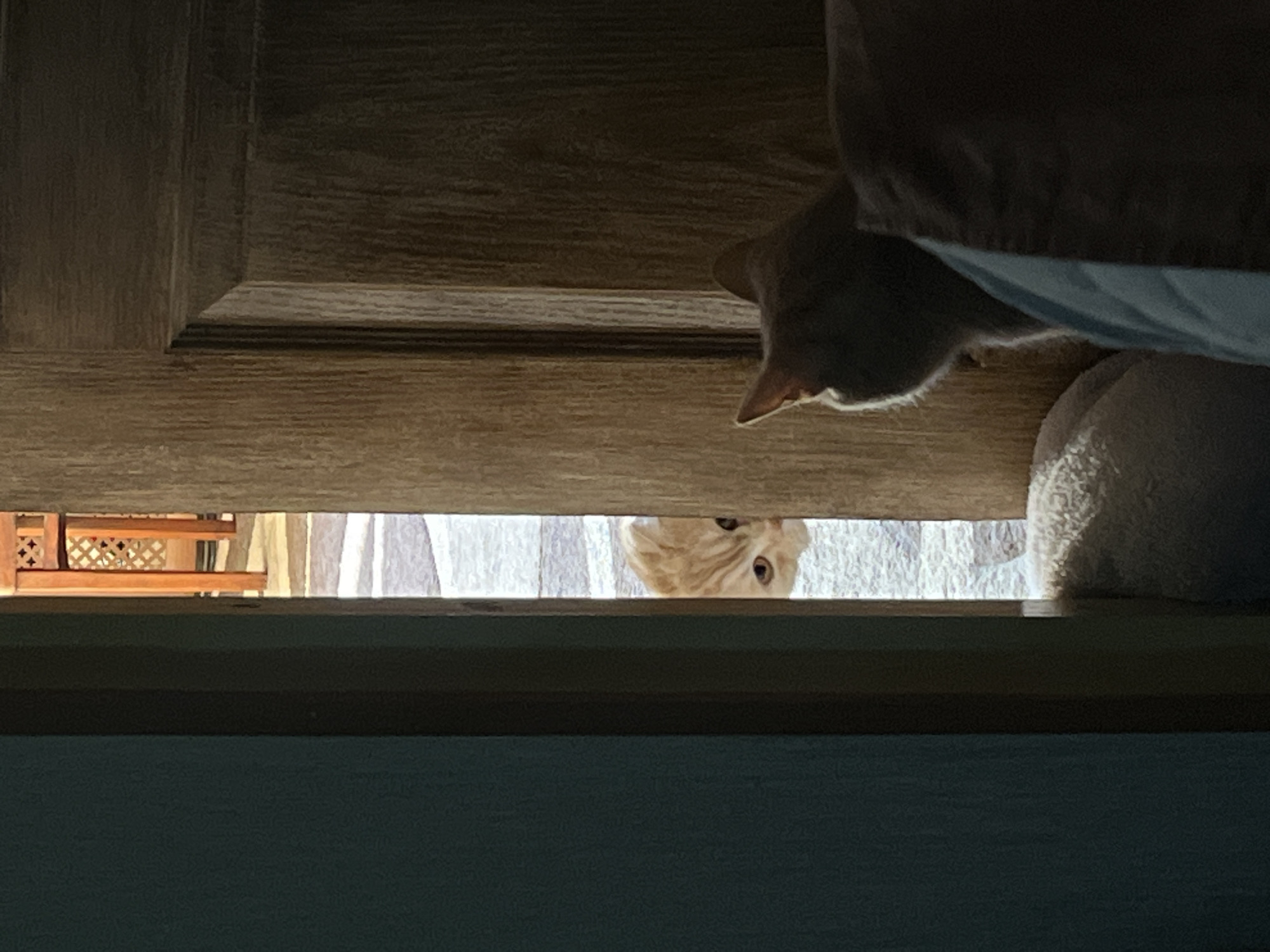 In an indoor setting with soft lighting, a ginger cat peeks its head around a doorway. The cat's face, with its light orange fur and dark stripes, is partially visible as it looks into the room. In the foreground, another cat, predominantly silhouetted, is positioned on a textured surface, possibly a blanket or bed. The background reveals a wooden door frame and a glimpse of another room with wooden furniture and a patterned rug. The image captures a moment of feline curiosity and interaction within a domestic environment.