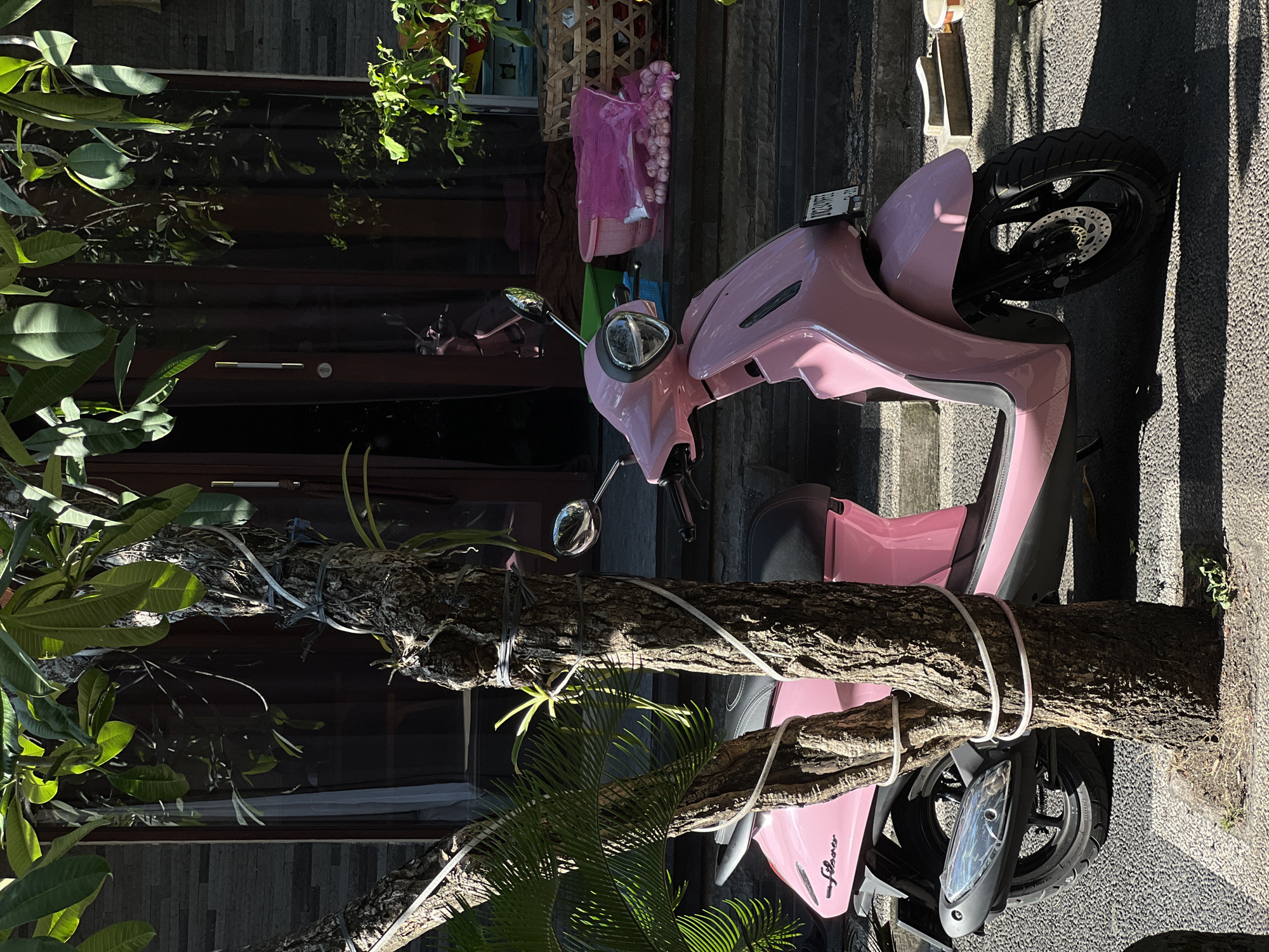 A pink scooter is parked on a textured pavement in front of a building with dark brown doors and a stone facade. A thick tree trunk, bound with white cords, is positioned in the foreground, partially obscuring the scooter and the building. Lush green foliage surrounds the tree, casting dappled shadows on the ground. The scene is bathed in bright sunlight, suggesting it is daytime, likely morning or afternoon, given the strong shadows. The overall impression is a quiet, possibly residential setting in a tropical location. There is no discernible activity taking place; the scooter appears to be parked. Some faint text is visible on the scooter, possibly a brand name, but it is not clearly legible. The location cues point to North Kuta, Indonesia, implying a warm, sunny climate.
