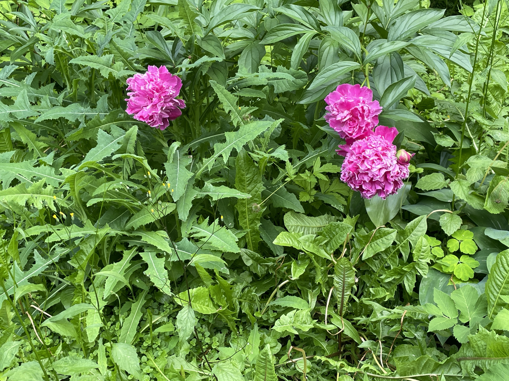 Four vibrant pink peonies are nestled amongst lush green foliage. The flowers are in various stages of bloom, with two fully open and two partially open, one of which still has a bud. The surrounding leaves are a mix of textures and shapes, with some appearing broad and smooth, while others are deeply lobed and serrated. Small yellow wildflowers and clover-like plants are interspersed throughout the greenery, adding touches of yellow and lighter green. The scene appears to be a garden or natural setting within the city of Perm, Russia.