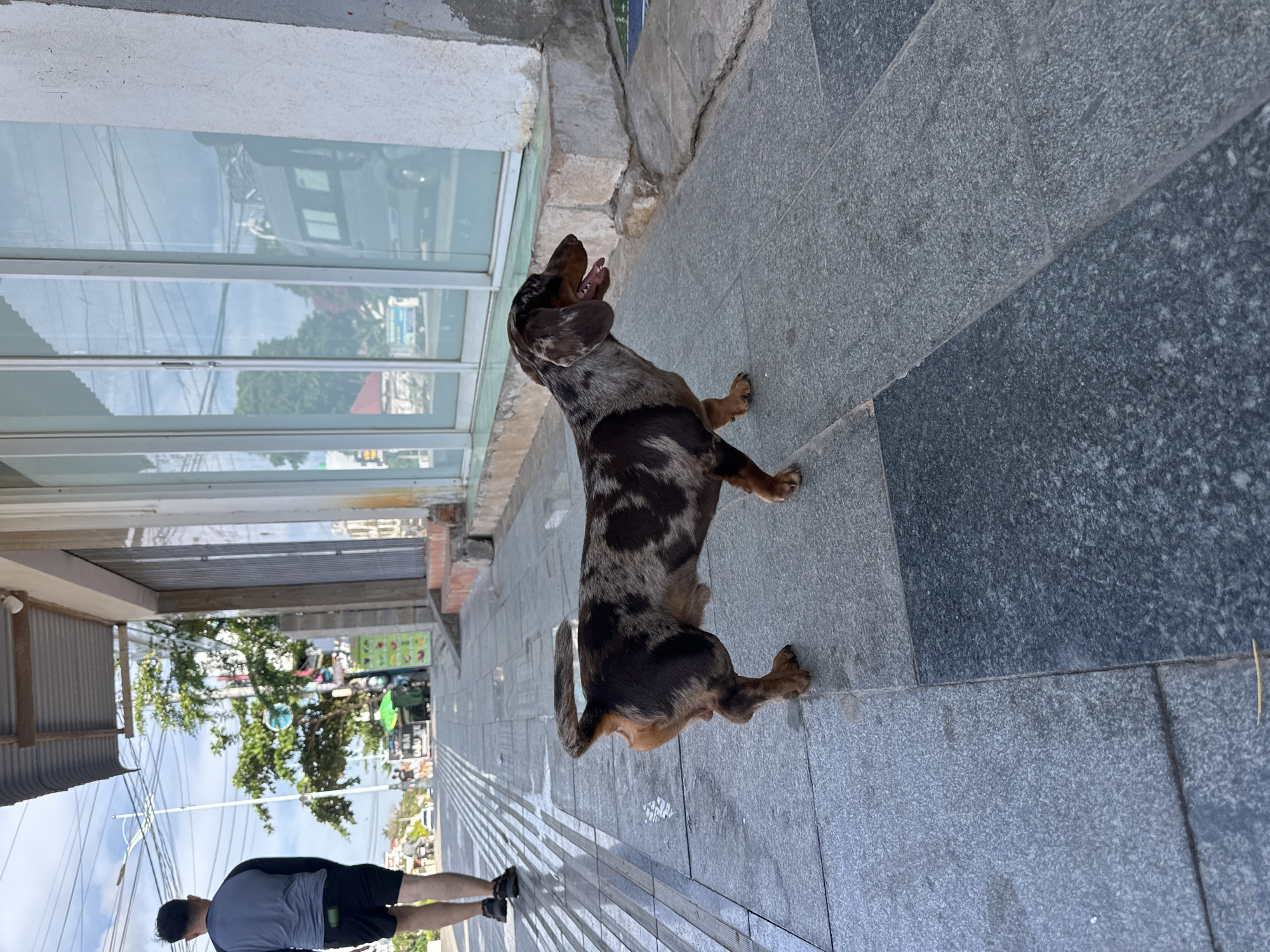 A dapple dachshund walks on a sidewalk in front of a building with large glass windows in Phu Thuy Ward, Vietnam. The dog is facing right and its mouth is open. In the background, a man walks away from the camera and there are trees and a street with cars. The sidewalk is made of gray tiles and there are tactile paving tiles on the left side of the image. The building has a corrugated metal awning.