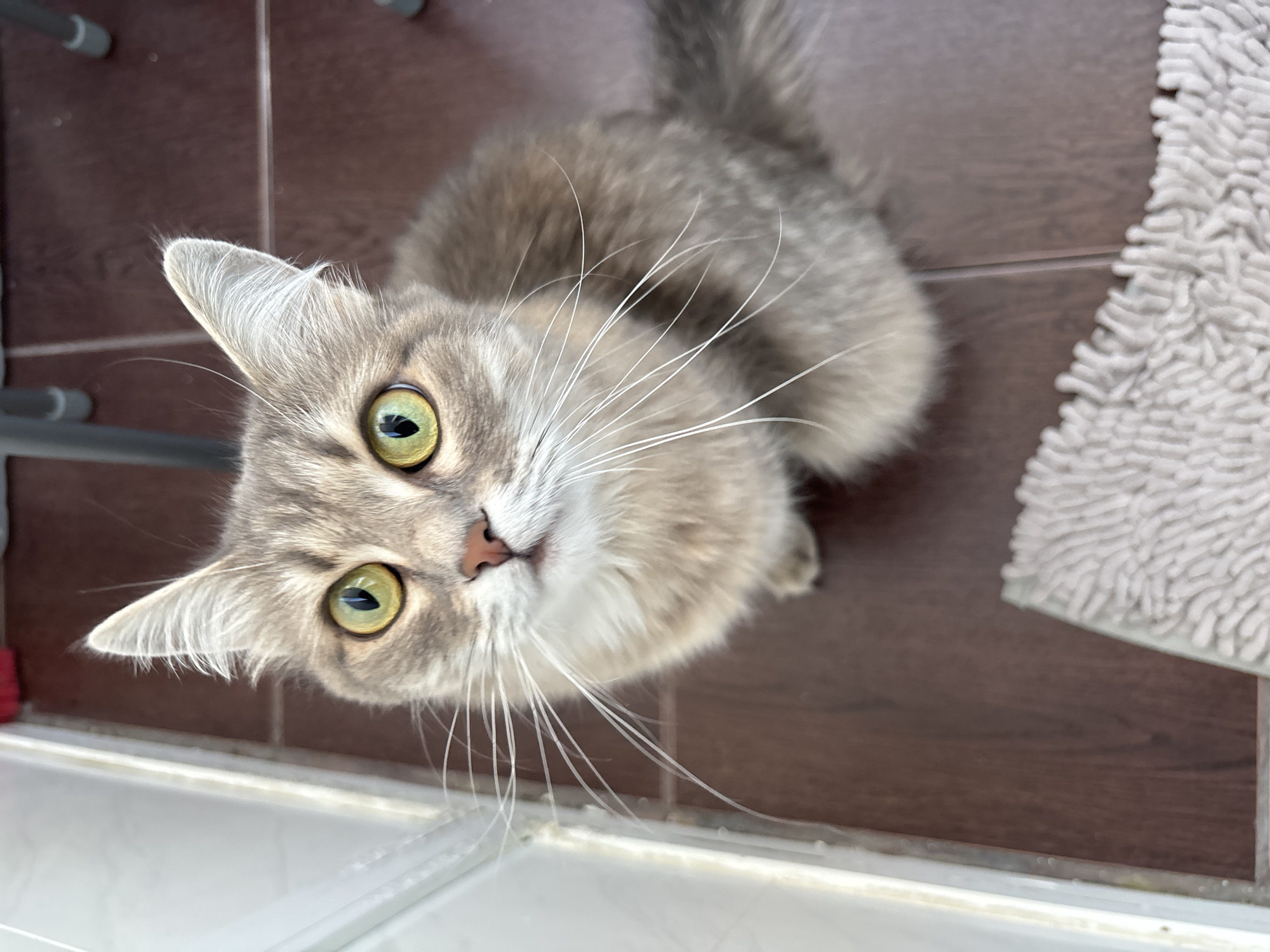 A fluffy gray cat with bright green eyes is sitting on a tiled floor, looking up. The floor appears to be made of dark brown tiles. To the left of the cat, a white frame or door is visible. In the foreground, a textured gray mat is partially visible. In the background, the legs of a light-colored metal chair can be seen. The image does not contain any identifiable information about the city of Novokuznetsk, Russia, or any people.