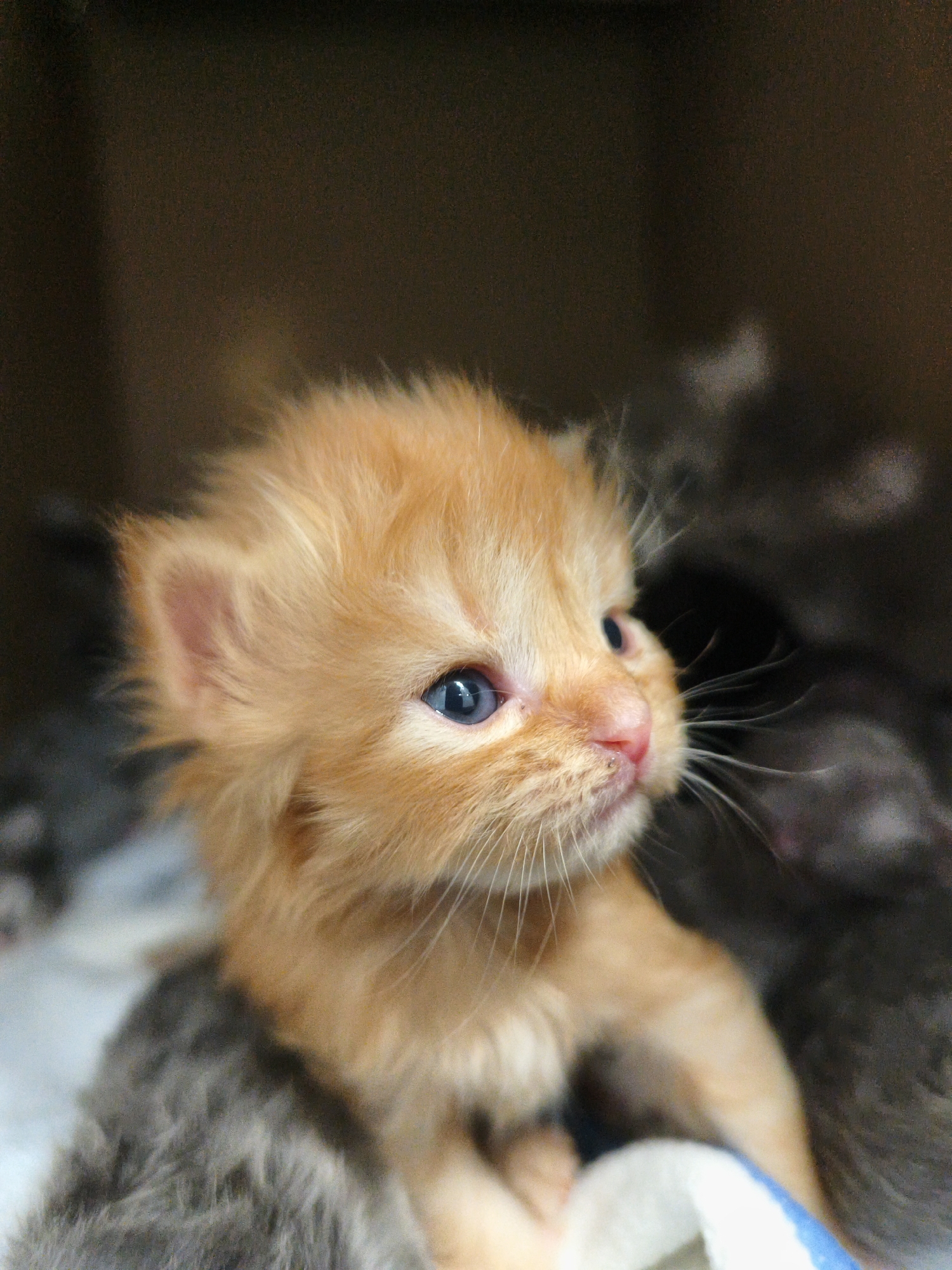 A close-up vertical shot captures an orange tabby kitten with bright blue eyes and fluffy fur. The kitten is positioned in the center of the frame, facing towards the right, with its gaze directed upward and to the right. Its pink nose is slightly speckled, and its whiskers are prominent. Behind the orange kitten, several other kittens of various dark colors are faintly visible, suggesting they are together in a confined space, possibly a box or carrier, as indicated by the dark, blurred background. The foreground shows a soft, possibly white and blue patterned surface, which the kittens are resting on. The lighting highlights the orange kitten's face, drawing attention to its features. The overall impression is one of young, vulnerable animals in a sheltered environment.