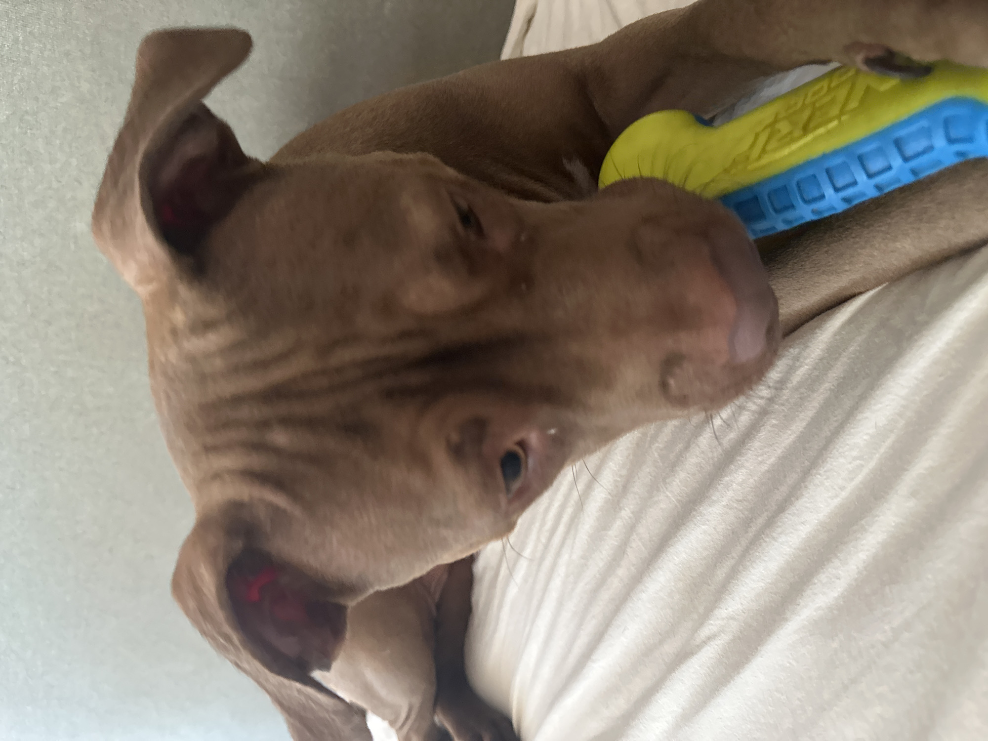 In Malevo, Bulgaria, a brown pit bull puppy lies on a white surface, likely a bed, with its head resting on a blue and yellow chew toy. The puppy's eyes are cast downwards, and its ears are relaxed. The background is a plain, textured wall. The lighting is soft and diffused, suggesting an indoor setting.