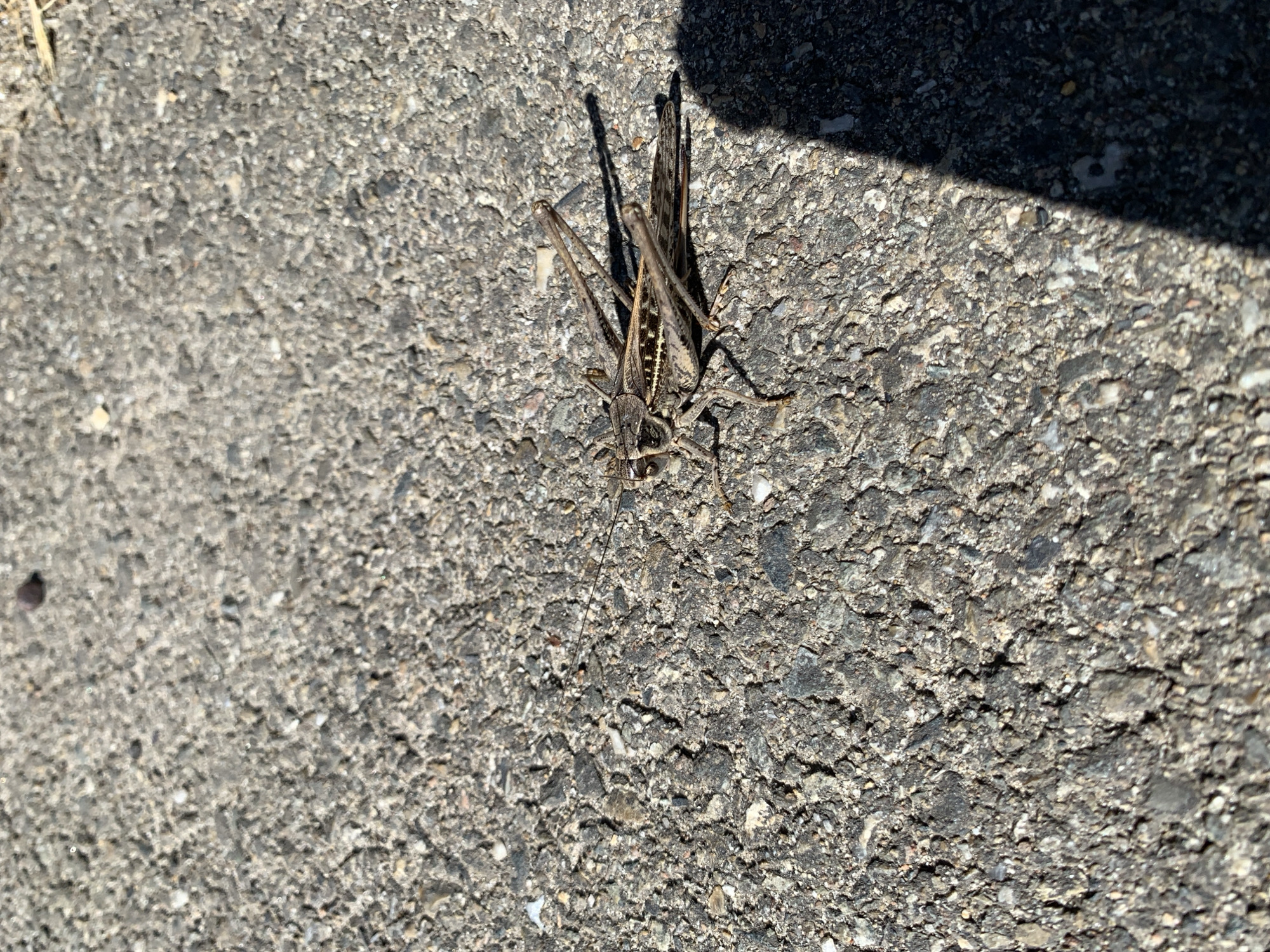 A deceased grasshopper lies on a cracked asphalt surface, its brown and tan body angled towards the bottom right of the frame. The grasshopper's legs are splayed outwards, and its wings are partially folded. A shadow, cast by an unseen object, covers the lower right portion of the image. The asphalt is a mix of grey and black pebbles. The image was taken outdoors in Kropotkin, Russia, on a sunny day.