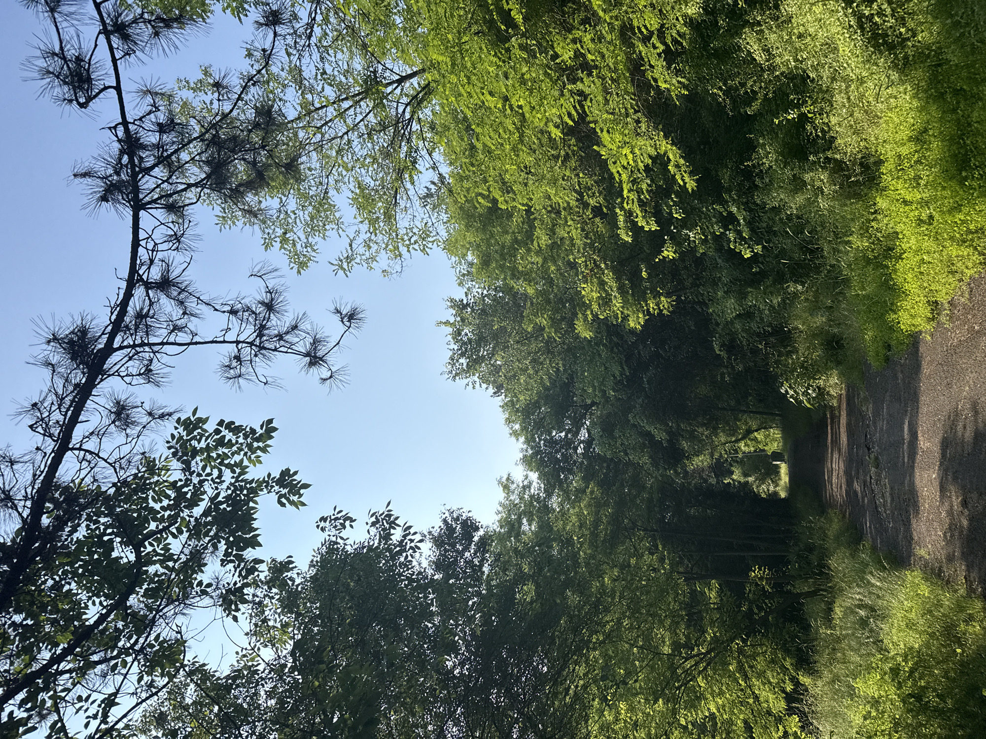 The image displays an unpaved, dirt path traversing through a dense, verdant forest within the city of Kardzhali, Bulgaria. The upper portion of the frame reveals a clear, light blue sky partially obscured by the dark silhouettes of tree branches. These branches include both broadleaf deciduous foliage, with individual leaves visible, and distinct pine branches characterized by their clusters of dark needles.
The path, centrally located and extending into the distance, appears uneven and somewhat rutted, indicating it is unmaintained. Sunlight penetrates the tree canopy, casting dappled shadows across the path, suggesting a bright day. The sides of the path are heavily bordered by lush green vegetation, including tall grasses and various bushes, which exhibit a range of green hues, with some areas brightly illuminated by direct sunlight and others in deeper shadow.
In the far distance, at the discernible end of the path, a small, white or light-colored object or structure is visible, though its exact nature is indistinguishable due to distance. No individuals, animals, or vehicles are present on the path or within the visible forest environment. The overall scene conveys a natural, secluded outdoor setting.