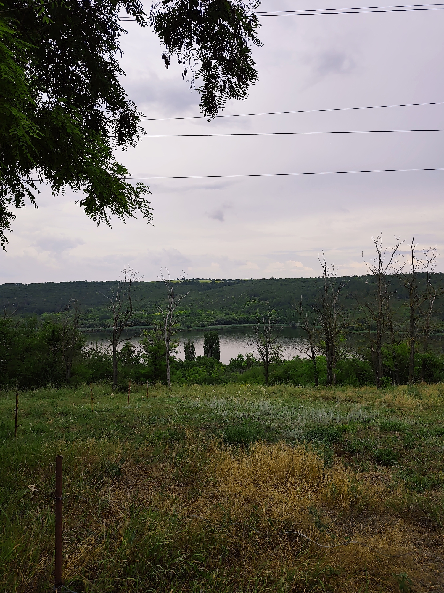 The image depicts a pastoral landscape scene, likely in or near Goyany, Moldova. In the foreground, tall, dry grass and some green vegetation cover a gentle slope, with a few rustic metal fence posts scattered throughout. Beyond this meadow, a body of water, possibly a river or lake, is visible, reflecting the overcast sky. A dense line of trees, predominantly green and lush, borders the far side of the water, with a distant, undulating hillside covered in more vegetation. Several bare, skeletal trees stand prominently in the middle ground, their branches stark against the sky. Overhead, a few thin power lines are strung across the frame, intersecting with the branches of a leafy green tree that partially obscures the upper left portion of the image. The overall atmosphere is serene and natural, with a hint of a rural, possibly undeveloped, setting. There are no people or animals visible in the scene.