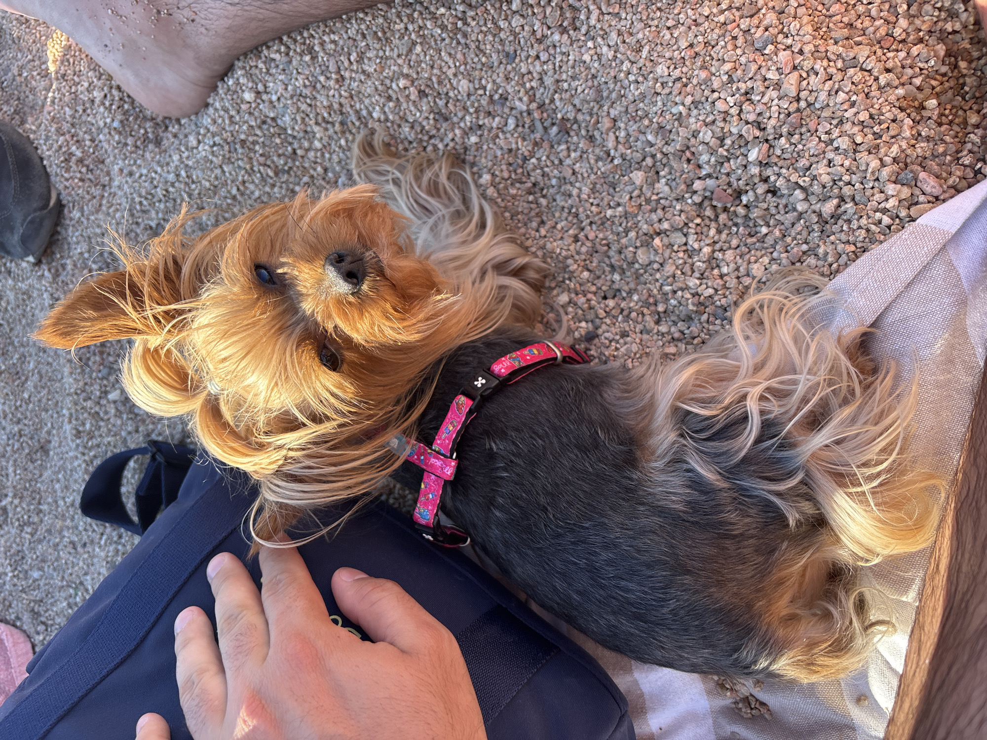 A small Yorkshire terrier with long, tan-colored fur around its face and dark grey fur on its body lies on a beach in Tossa de Mar, Spain. The dog wears a pink harness. The ground is covered with small pebbles. Part of a person's foot is visible at the top left of the frame, and another person's hand is touching a dark blue object, possibly a bag, underneath the dog. A striped towel is partially visible on the right side of the frame.
