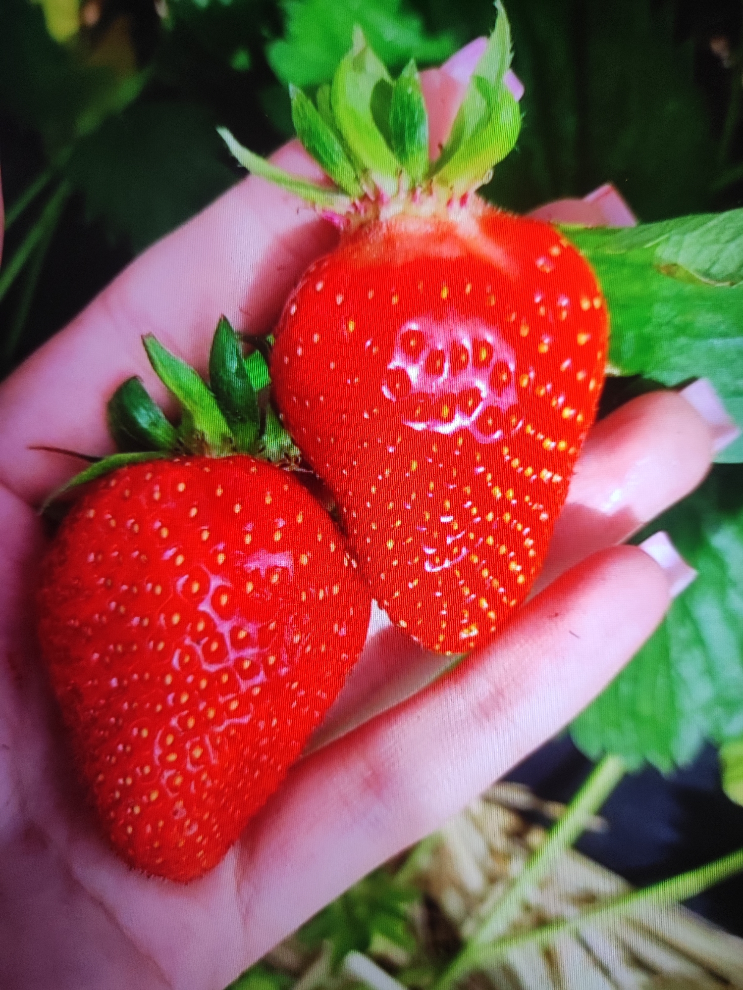 A close-up, over-the-shoulder shot features a person's hand holding two ripe strawberries against a blurred background of green leaves. The strawberries are bright red with visible seeds and green stems. The hand appears to be a woman's, with light skin and light pink manicured fingernails. The overall impression is of freshly picked fruit in a garden setting. There is no visible indication of the location within the city of Cherkasy, Ukraine.