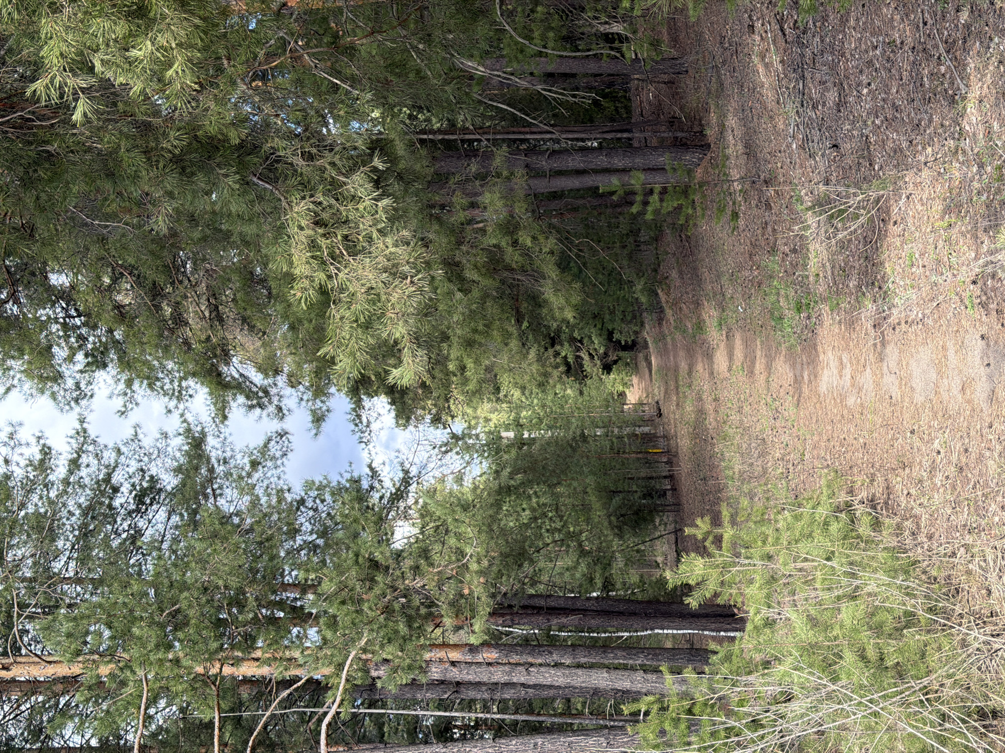 The image, originally rotated 90 degrees clockwise, displays a serene forest path winding through tall trees under a partly cloudy sky. The narrow, unpaved trail, composed of packed dirt and fallen pine needles, extends from the foreground into the mid-ground, gently curving towards the right.
Both sides of the path are densely lined with mature pine trees, characterized by their dark, textured bark and vibrant green needle clusters. Sunlight filters through the canopy, creating dappled patterns on the path and forest floor. The ground cover consists primarily of dry, light brown pine needles, fallen branches, and some patches of greener shrubbery and grass, indicating a transitional season or dry conditions.
In the mid-ground, towards the right side of the path, a yellow disc golf basket is partially visible, suggesting the area is part of a recreational disc golf course. The upper sections of the trees reveal glimpses of a light blue sky with scattered white clouds. No people or animals are visible, emphasizing the quiet, natural ambiance of the scene. The setting appears to be a peaceful wooded area, likely used for walking or outdoor sports. The location context provided is Noviy, Russia. No visible text is present in the image.