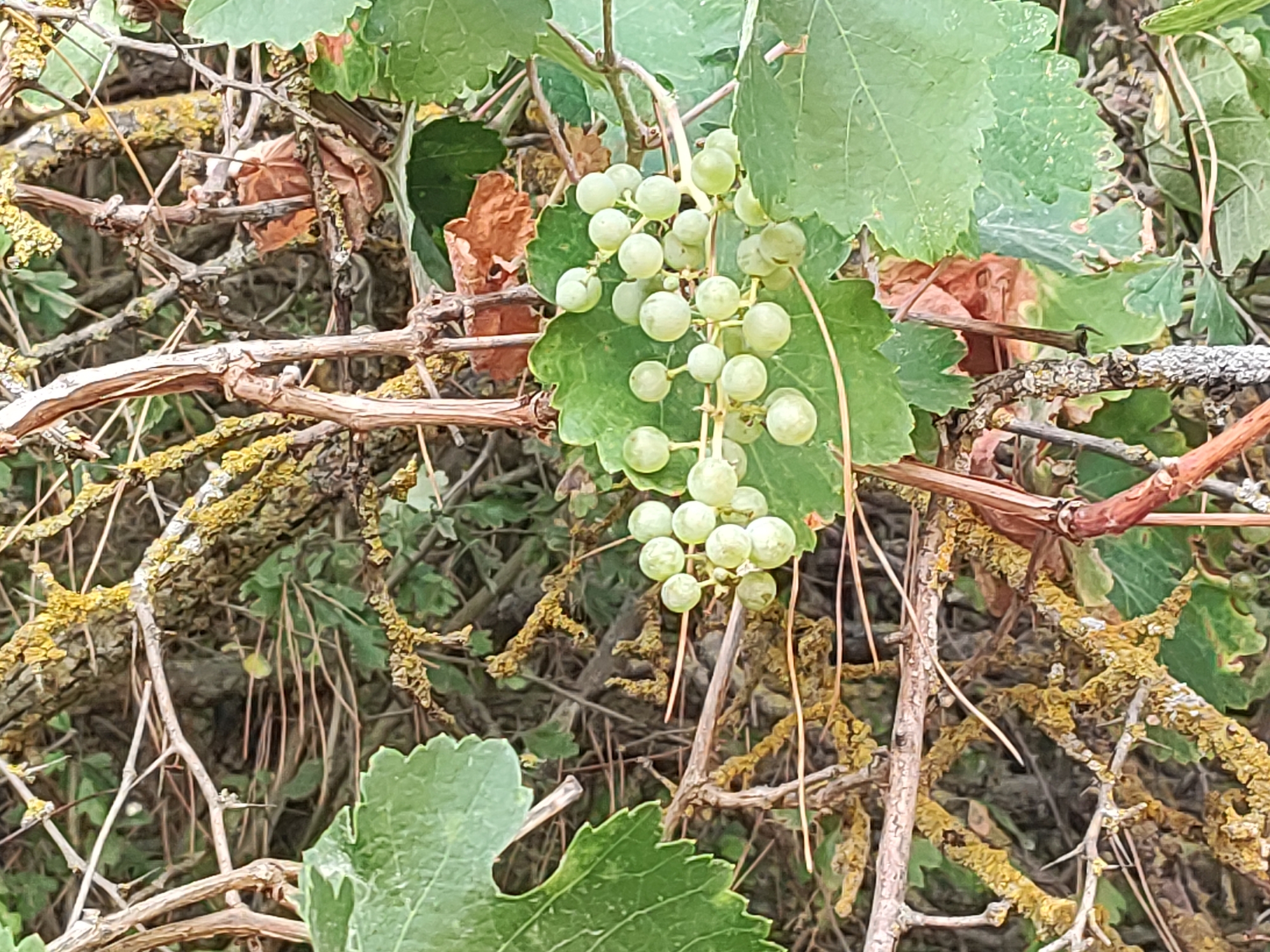 The image shows a close-up view of a grapevine with immature, green grapes hanging from a vine. The grapes are clustered together on a stem. The vine is surrounded by other branches and foliage, some of which appear dry and brown. There are also areas of yellow-green lichen growing on some of the woody branches. The background is a blur of green leaves and brown branches. The scene depicts a section of a vineyard, likely in the rural area of Traspinedo, Spain, known for its wine production. No people or animals are visible in the image.