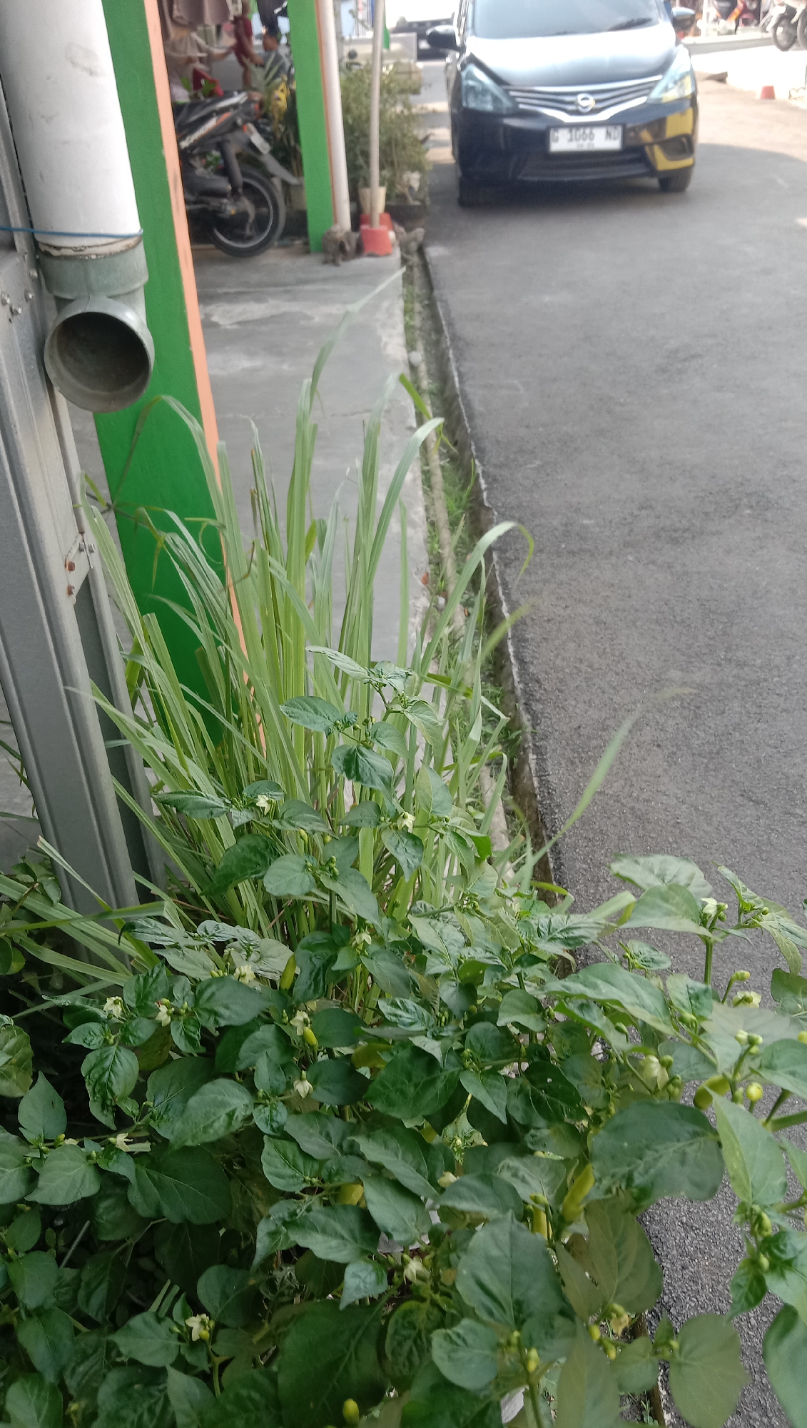 The image shows an outdoor scene in Karangmangu, Indonesia, likely a residential area. In the foreground, a dense cluster of green chili plants with small white flowers and developing green chilies is visible. Behind the chili plants, a tall patch of lemongrass grows. To the left of the plants, a section of a corrugated metal fence is present, along with a white PVC pipe extending downwards. In the background, a paved road runs alongside a concrete drainage ditch. A black car with a yellow accent on the front bumper is parked on the road. Further in the background, a motorcycle is parked near a building with a green and orange painted wall. The overall environment appears to be a sunny day.