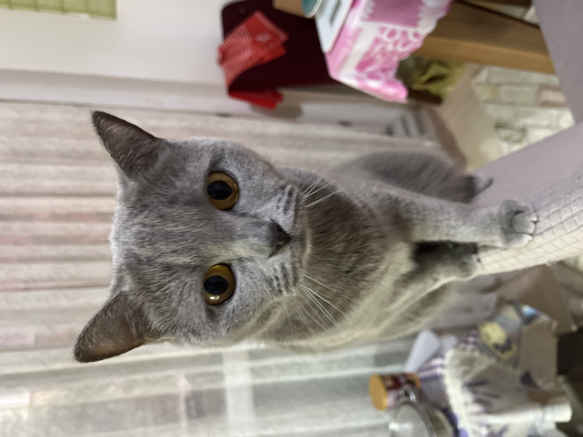 A gray cat with golden eyes is lying down, facing the camera. The background includes a table with a pink and white patterned tablecloth and a burgundy item, possibly fabric. A partially visible tiled surface is in the lower portion of the image, along with various household items, including jars. No specific features identifying the location as Alanya, Turkey are visible in the image.