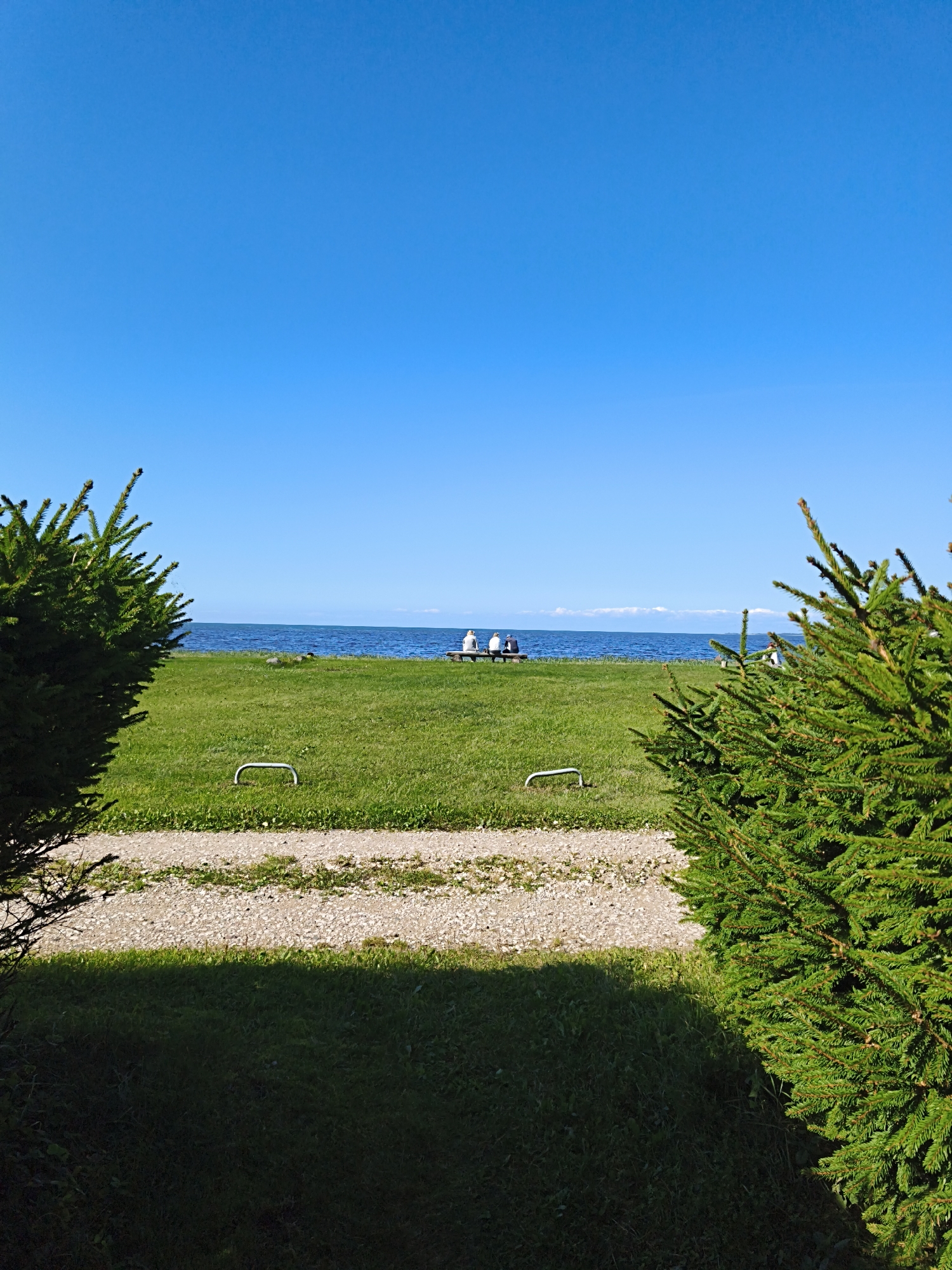 The image depicts a serene outdoor scene with a bright blue sky and calm sea. In the foreground, two large evergreen trees frame the view, casting shadows on the lush green grass. A gravel path runs horizontally across the middle of the frame, separating the shaded area in the foreground from the sunlit grass. Further back, several people are seated on a bench, facing the sea. Two metal posts are visible on the grass, and the sea extends to the horizon, meeting the sky. The location appears to be a coastal park or public space in Pedase, Estonia, suggesting a peaceful day by the water.