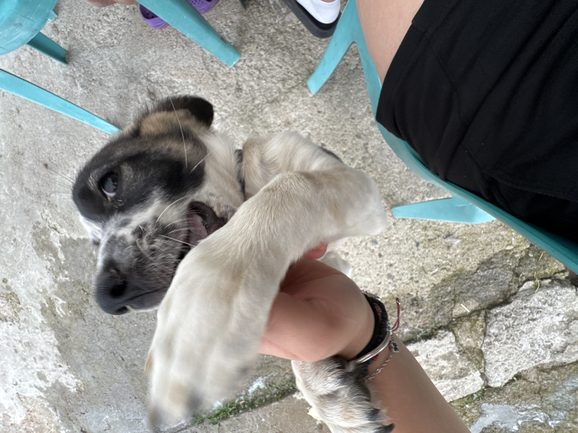 An overhead, slightly angled medium shot captures a puppy being held by its paw by a person's hand. The puppy's head is turned towards the camera, with its mouth open and its tongue slightly visible, suggesting playfulness or excitement. Its fur is a mix of black, white, and brown. The person's hand is pale-skinned and is gripping the puppy's front right paw, which is predominantly white with dark markings on its toes. The person is wearing a black bracelet with silver accents and a red string. The scene appears to be outdoors, with a concrete or stone ground, possibly a patio or courtyard. In the background, two bright turquoise plastic chairs are visible, one of which has a person's legs wearing black shorts and another with a person's feet wearing purple sandals and white socks with black shoes. The overall setting suggests a casual, possibly domestic environment. The image does not contain specific visual cues to pinpoint the location in Sredets, Bulgaria.