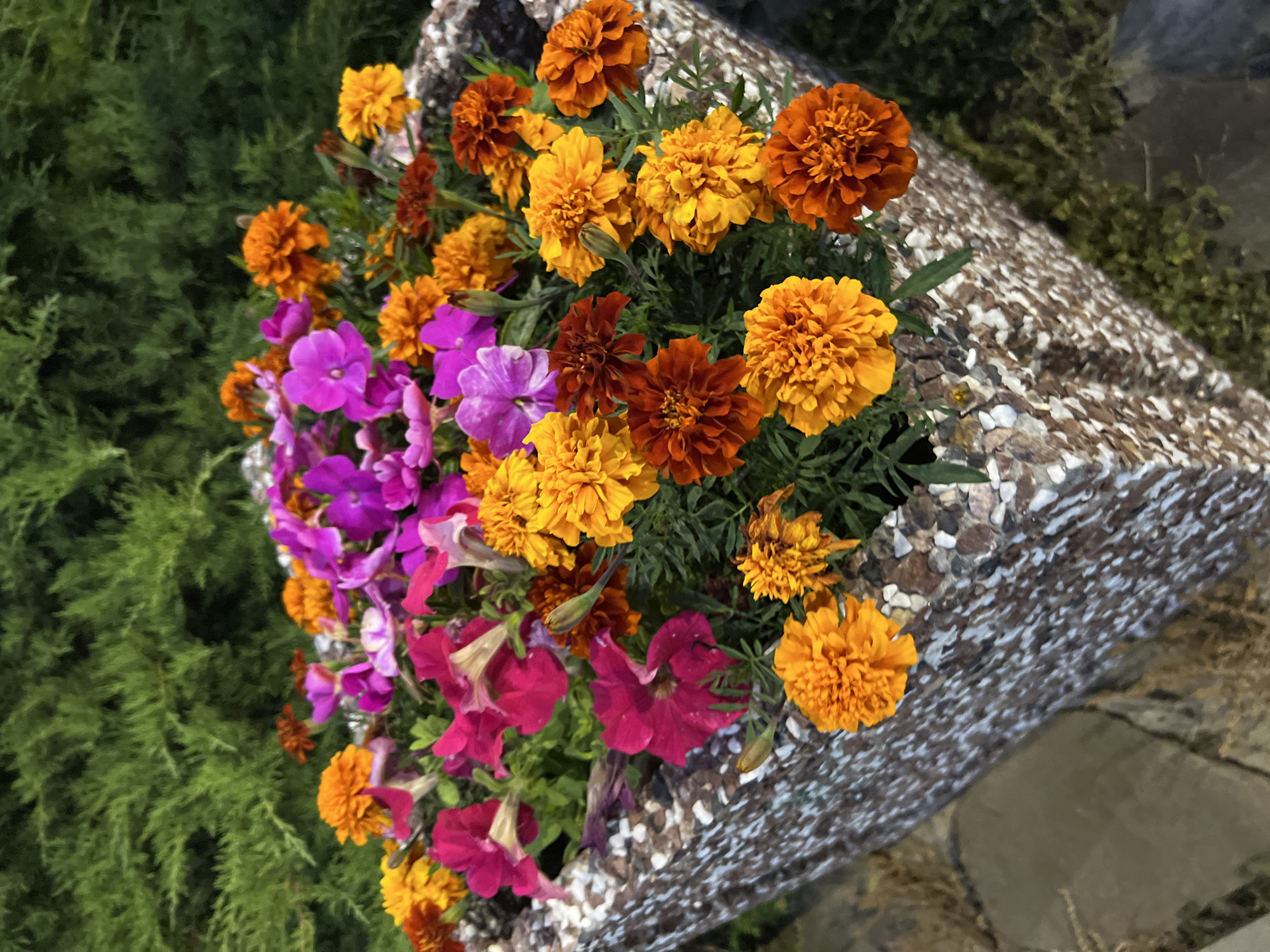 A square, textured planter filled with a dense arrangement of bright orange, yellow, and dark red marigolds and pink petunias sits outdoors. The planter is made of a mosaic of small, rough stones. Behind the planter, a dark green, coniferous hedge forms a lush backdrop. The ground in front of the planter appears to be paved with flat, grey stones. The scene suggests a decorative garden feature in an urban environment. The image was taken in Krasnodar, Russia.