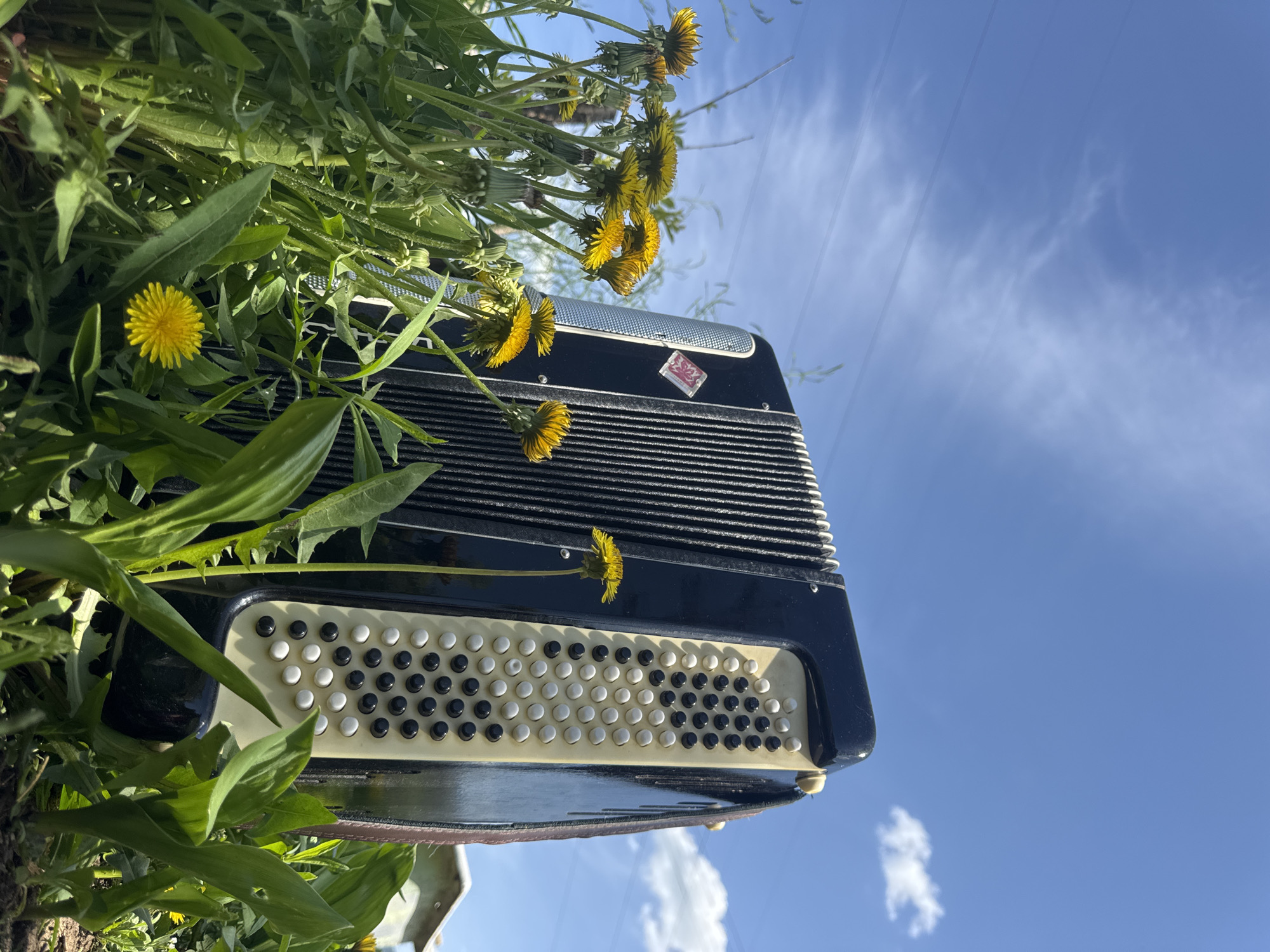 The image captures a black and beige accordion nestled among dandelions in Chaikovsky, Russia. The accordion's keys are visible, with a mix of black and white buttons. The background reveals a bright blue sky with scattered clouds and power lines. Dandelions with yellow flowers surround the accordion.