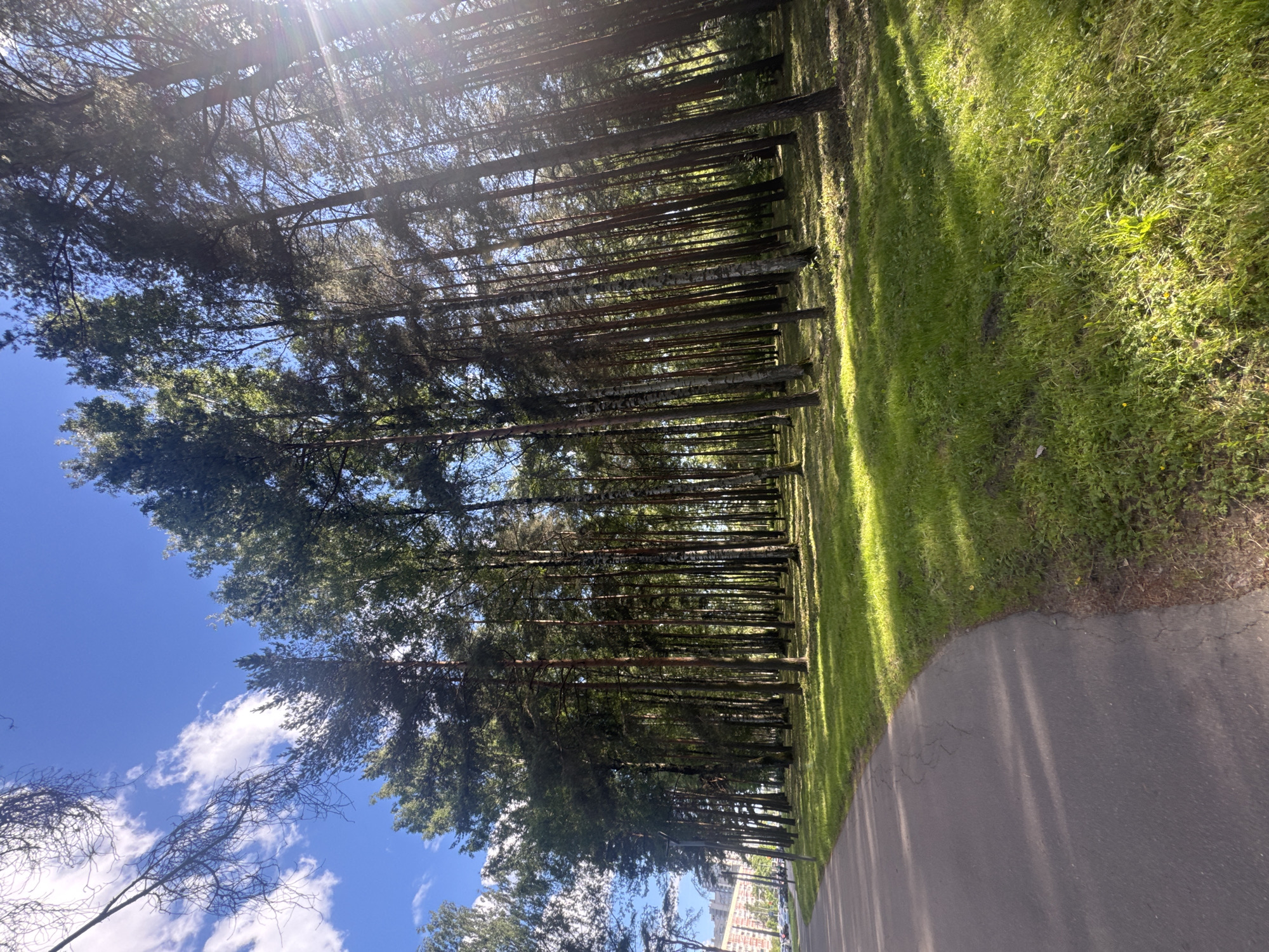 The image shows a sunlit path alongside a dense row of tall pine trees, casting long shadows across the vibrant green grass. The path is paved and appears to be a walkway or road. The sun is high in the sky, indicated by the strong light and the sun flares visible in the upper left portion of the image, suggesting it is midday. The sky is a bright blue with a few scattered white clouds. The scene evokes a sense of peace and tranquility, characteristic of a pleasant day in a park or natural area. In the background, glimpses of buildings can be seen, hinting at an urban or suburban setting within Saint Petersburg, Russia. No people or specific objects are prominently featured, the focus being on the natural landscape and the play of light and shadow.