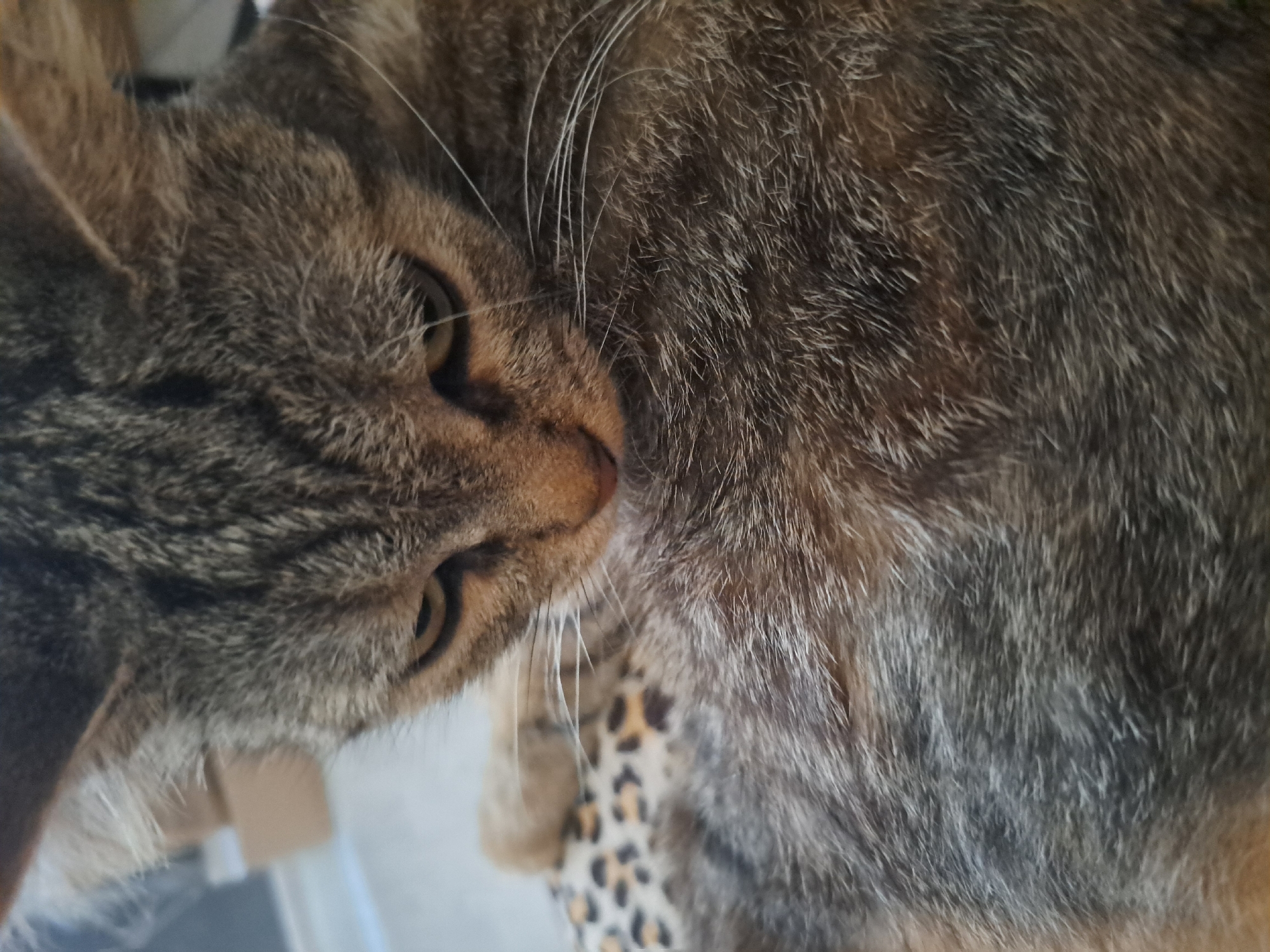A close-up, head-on shot shows a domestic cat with tabby markings. The cat's head is tilted downwards, with its gaze directed towards the lower portion of the frame. The cat's fur is visible in detail, with shades of gray, brown, and black. A portion of a leopard-print fabric is visible beneath the cat's chin, suggesting the cat is resting on this material. The background is blurred, with hints of light-colored objects, possibly furniture. The image does not contain any elements that would indicate its location in Vypasne, Ukraine.
