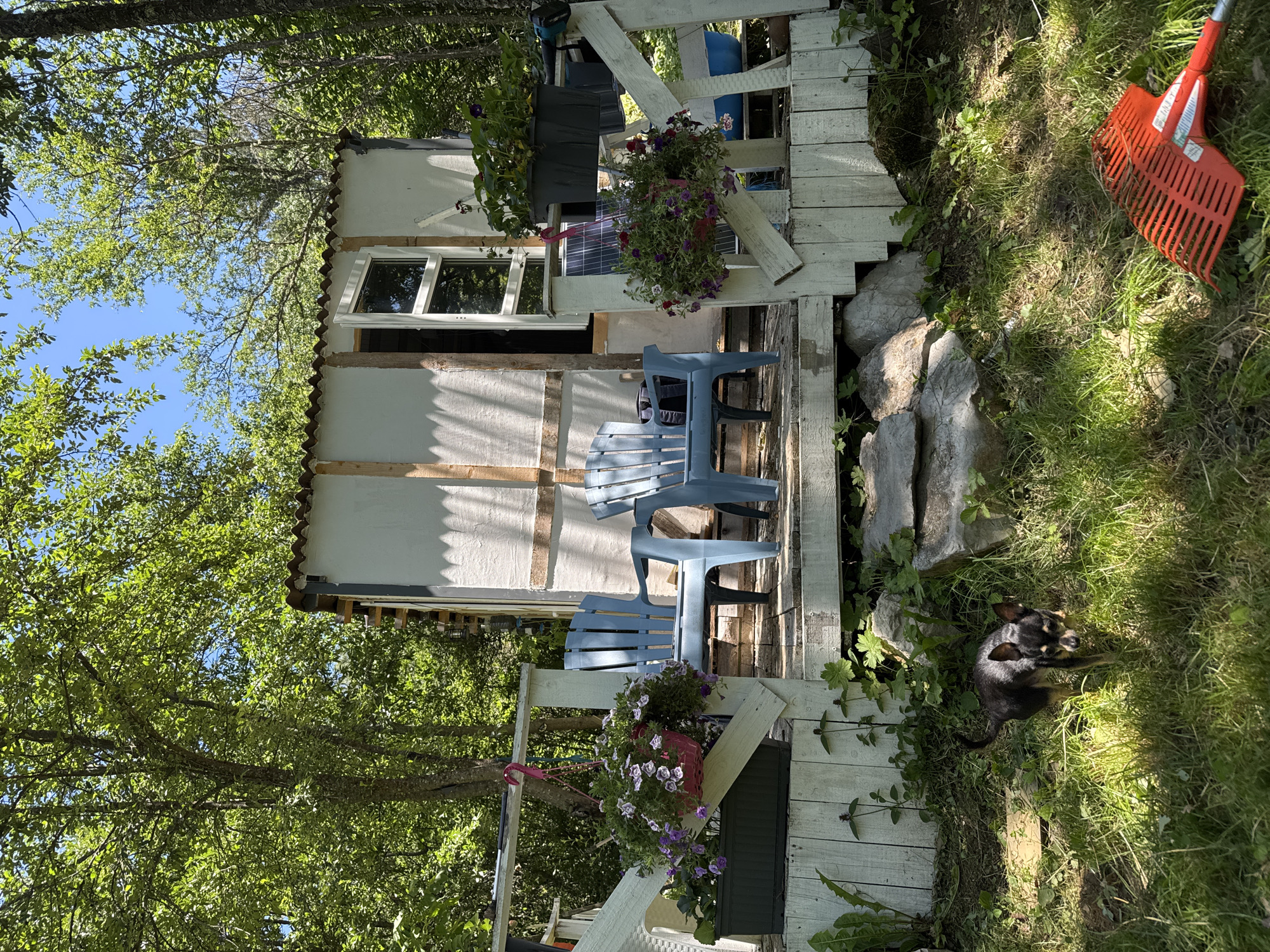 The image depicts a rustic outdoor scene, likely in the city of Dramsha, Bulgaria, with a small, unfinished structure in the background. A wooden deck or porch, painted white and showing signs of age, leads up to the structure. Two blue plastic chairs are positioned on the deck. Two hanging flower baskets, one pink and one dark, overflow with purple and pink flowers. In front of the deck, a small black and tan dog is standing in the grass. A bright orange rake lies on the ground to the right of the dog. The environment is densely wooded, with sunlight dappling through the green leaves of the trees. A solar panel is visible on the porch railing. The overall impression is one of a rural, somewhat unkempt, but charming outdoor living space.