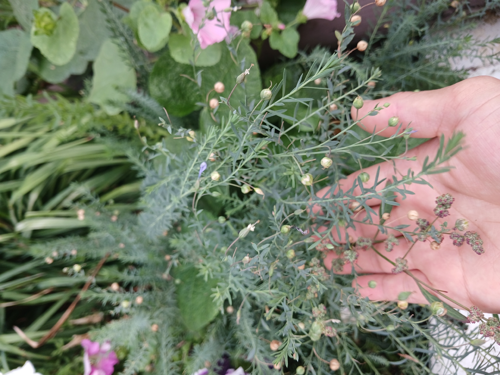 A person's hand is shown holding a sprig of small green plants with tiny seed pods. The background is filled with lush green foliage and some blurry pink flowers. The setting appears to be a garden or natural outdoor environment, possibly within the city of Shchuchinsk, Kazakhstan.