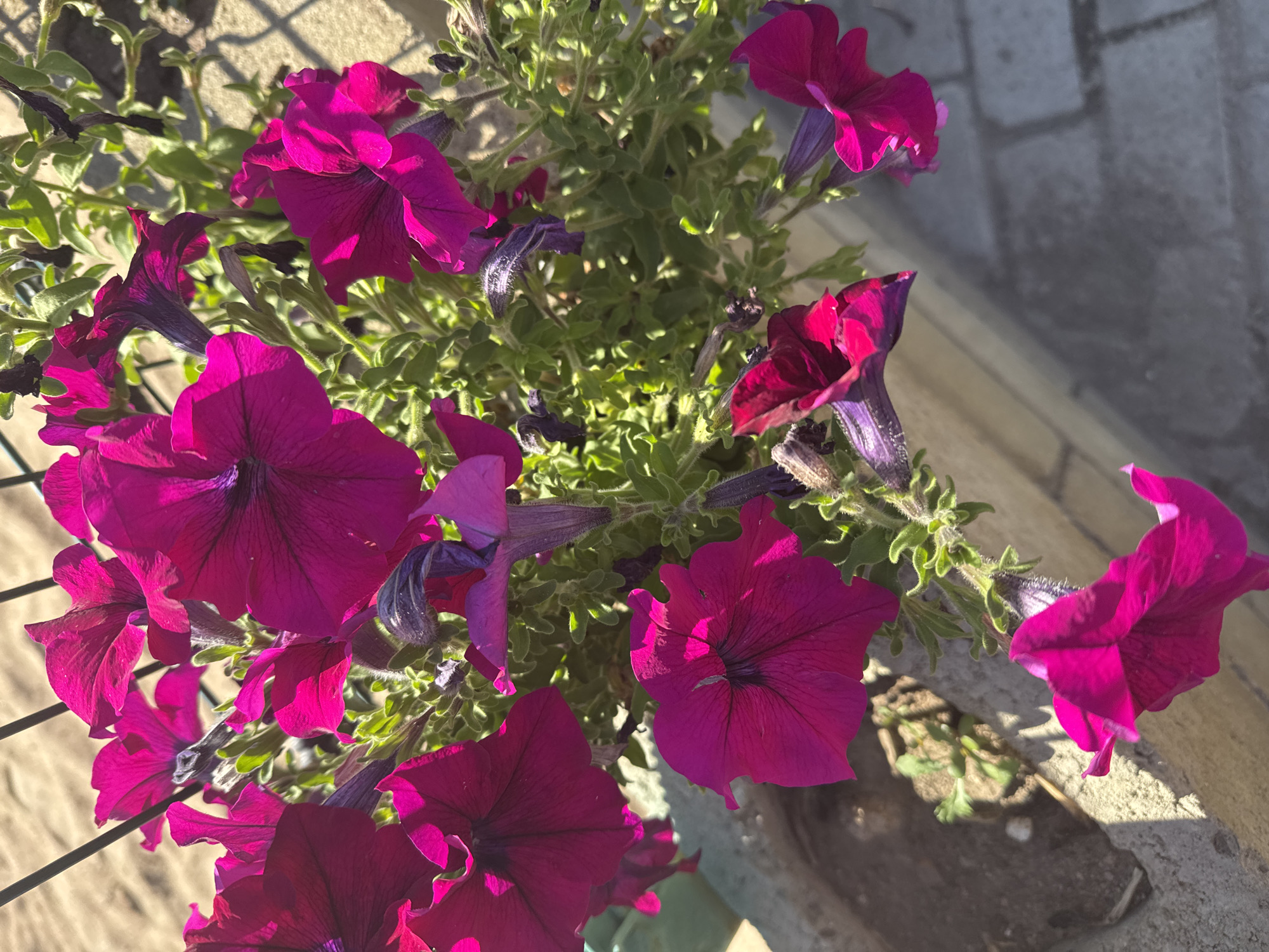 The image shows a close-up view of vibrant pink petunias blooming in a planter. The flowers are in various stages of bloom, with some fully open and others still developing. The petunias are a deep, rich pink with darker veins radiating from the center. The surrounding foliage is a lush green, with delicate, slightly fuzzy stems and leaves. In the background, a light-colored concrete planter is visible, along with a sandy or dusty surface. A black metal fence or railing is also present, casting shadows on the sandy area. The lighting suggests it is daytime, with sunlight creating highlights and shadows on the flowers and planter. The image is taken from a slightly elevated angle, looking down on the blooming flowers. The location is identified as Sary-Oy, Kyrgyzstan, though there are no specific landmarks or features in the image that definitively confirm this location.