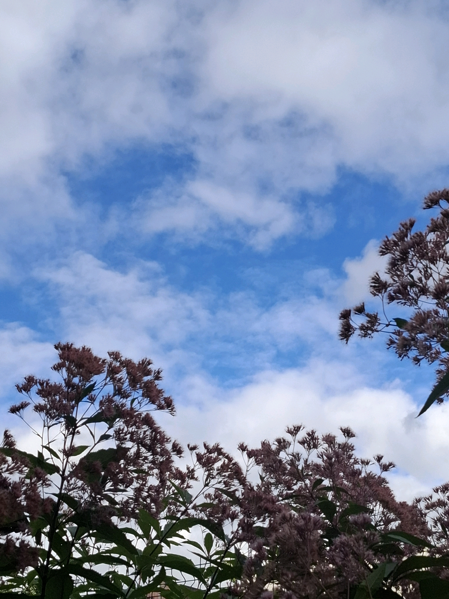 The image captures a view of the sky through the tops of flowering plants. The sky is a vibrant blue, dotted with fluffy white clouds. In the foreground, on the left and right sides of the frame, are clusters of purplish-pink flowers on tall stems, with green leaves visible below. The image appears to be taken outdoors, possibly in a park or garden within the city of Tyumen, Russia, though no specific landmarks or identifying features of the city are present. There are no people or animals visible in the scene. The lighting suggests it is daytime, with the sun likely diffused by the clouds.