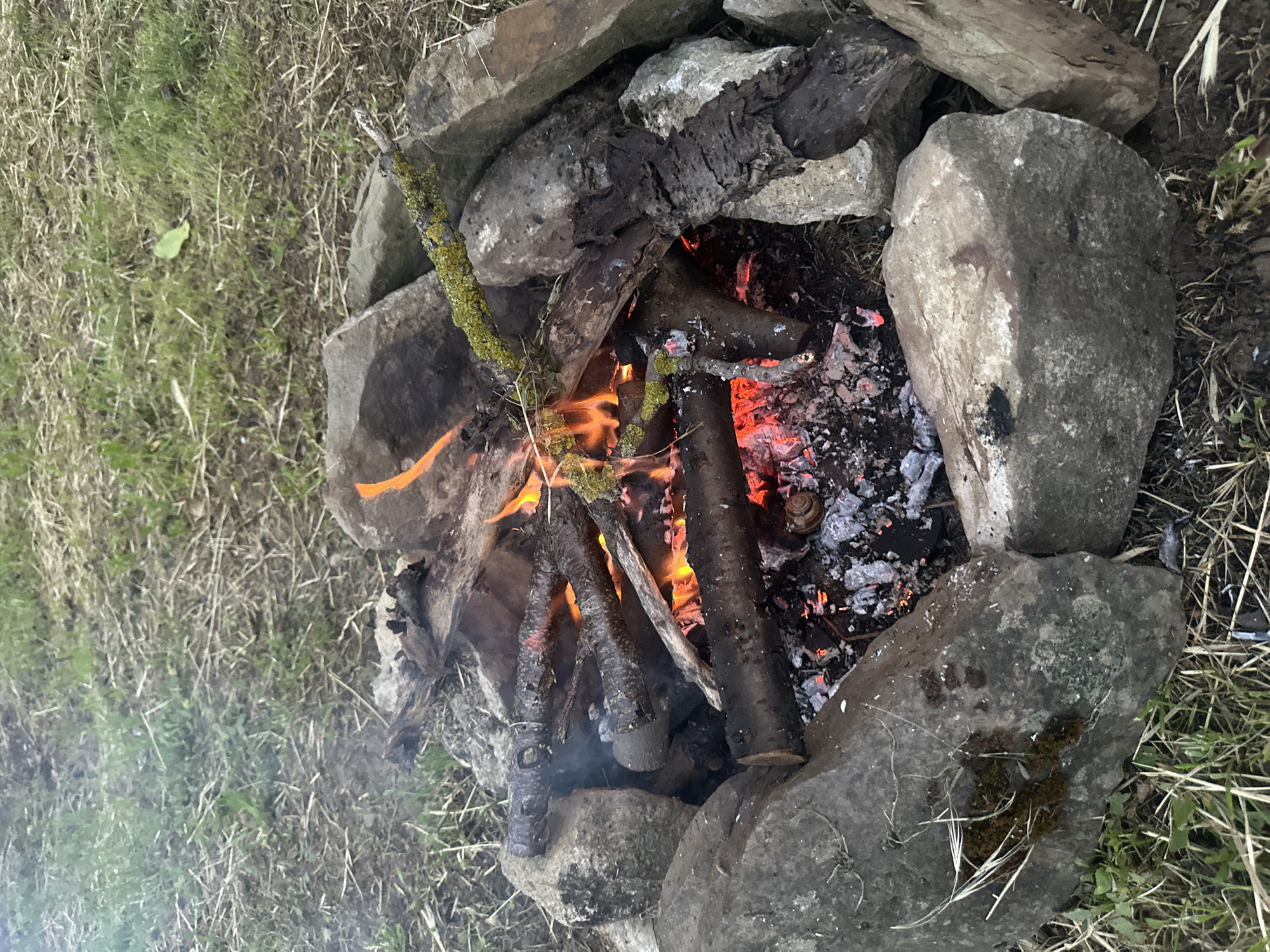 An overhead, slightly angled photograph captures a small, actively burning campfire set within a ring of irregular, grey stones. The fire pit, located predominantly in the right two-thirds of the frame, contains several wood logs in various stages of combustion. Bright orange and yellow flames are visible around the central logs, while numerous red and white glowing embers and dark ash fill the base of the fire pit. A small, light-colored snail shell rests among the embers on the upper right side of the pit.
The surrounding rocks vary in size and shape, with some displaying dark charring or soot marks, and others having patches of moss or lichen. One of the burning logs also shows remnants of green moss. To the left and bottom of the fire pit, the ground is covered with a mix of green grass and dry, straw-like vegetation. Wisps of white smoke drift from the fire, particularly noticeable against the grassy background on the lower left. The lighting in the image suggests natural daylight, possibly late afternoon or an overcast day, allowing the fire's warmth and glow to be distinctly visible. No people or text are present in the image. The scene depicts an outdoor setting in Kormiansko, Bulgaria.