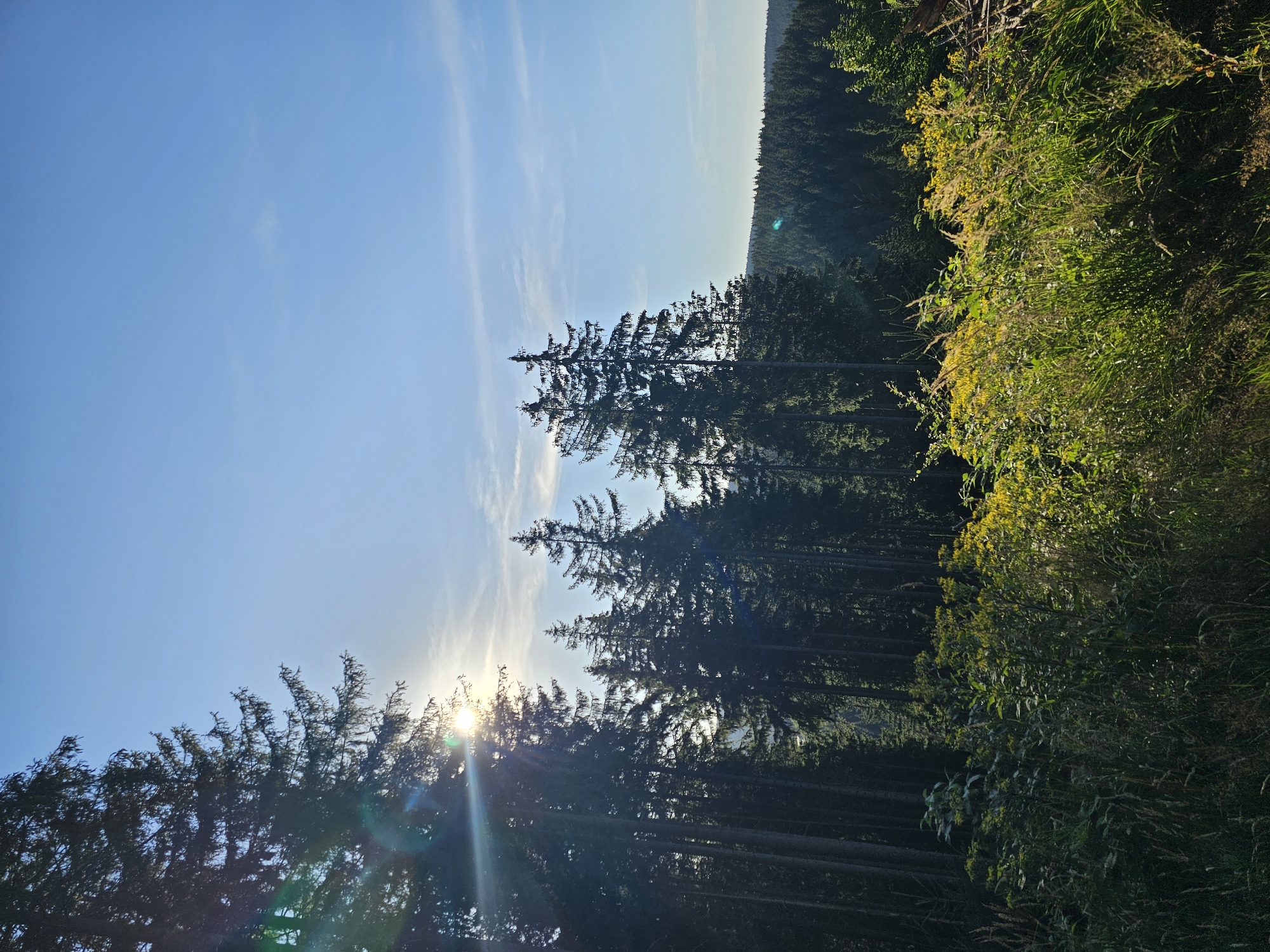 A sun-drenched vista unfolds from a wooded area in Oberhof, Germany, featuring towering evergreen trees that dominate the foreground and midground. The sun peeks through the branches of the leftmost trees, casting lens flares and illuminating the scene with a golden glow. A dense forest stretches across the horizon, creating a dark, undulating line against the bright blue sky, which is dotted with wispy white clouds. In the immediate foreground, lush green and yellow vegetation, including tall grasses and wildflowers, adds a vibrant splash of color to the undergrowth. The lighting suggests it is either early morning or late afternoon, with the sun positioned low in the sky. No people or animals are visible.