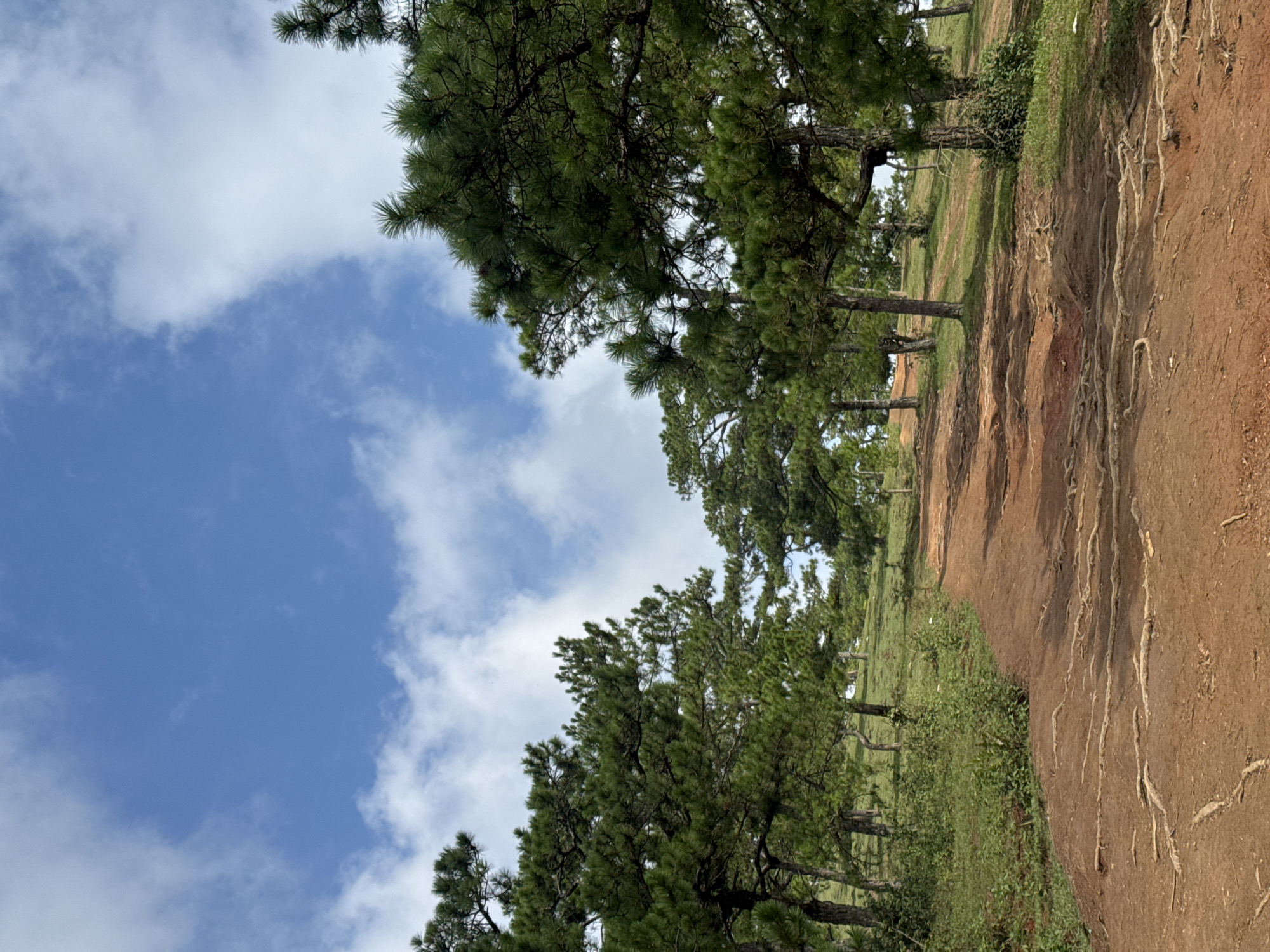 The image depicts a scene in Lạc Dương, Vietnam, featuring a landscape dominated by pine trees and a red soil ground. The sky is blue with scattered white clouds. The trees are primarily on the right side, growing on a slope with exposed roots. Vegetation includes grass and other shrubbery. The composition suggests a natural environment.