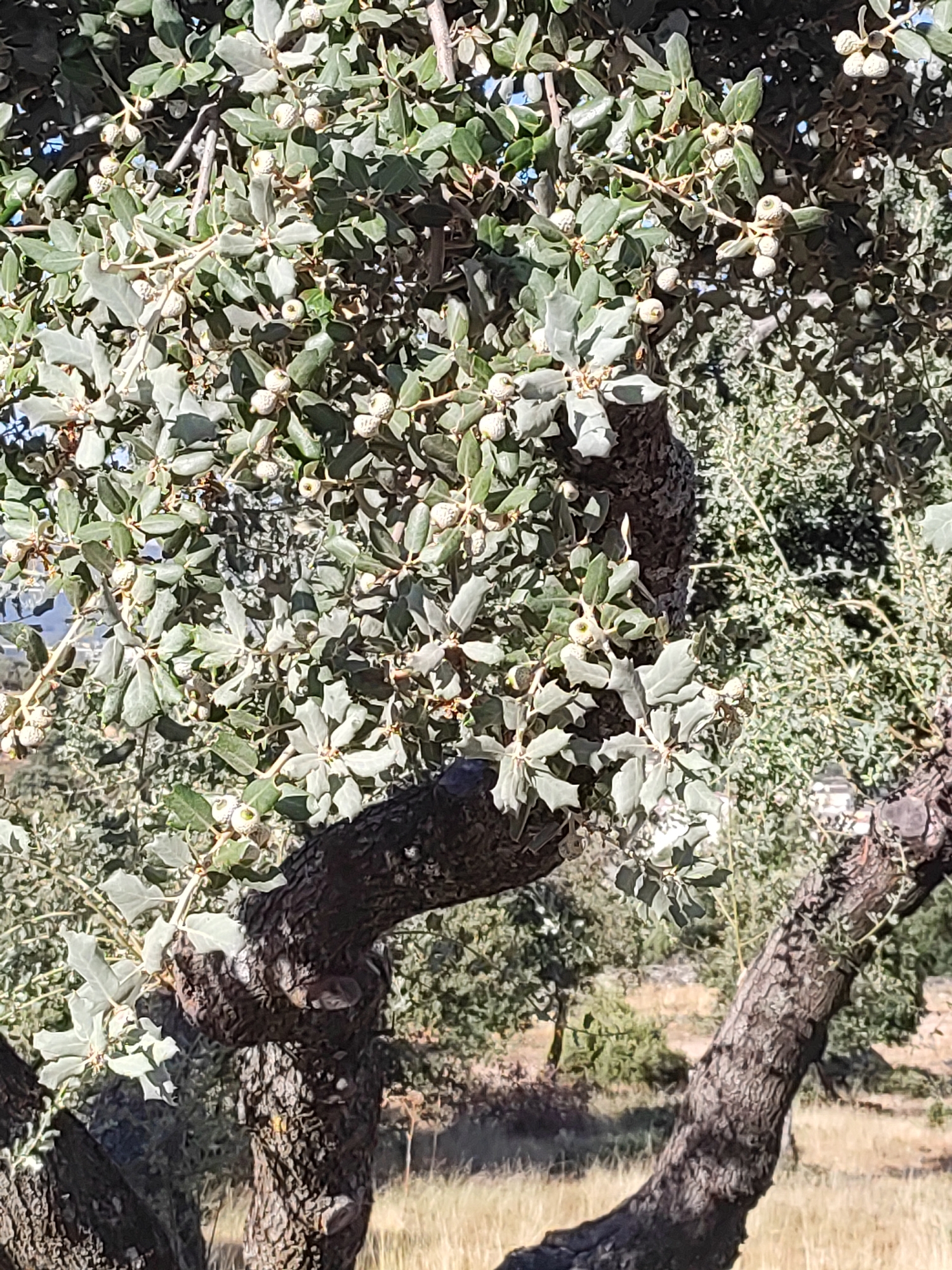 The image shows a close-up of a tree with rough bark and green leaves, many of which have small, round, light-colored fruits attached. The tree is in an outdoor setting, with other trees and dry grass visible in the background. The lighting suggests it is daytime, with shadows cast by the leaves and branches. The overall scene depicts a natural environment, likely a rural area or park. Based on the provided information, this tree is located in the city of Ledrada, Spain. No people or specific actions are depicted.
