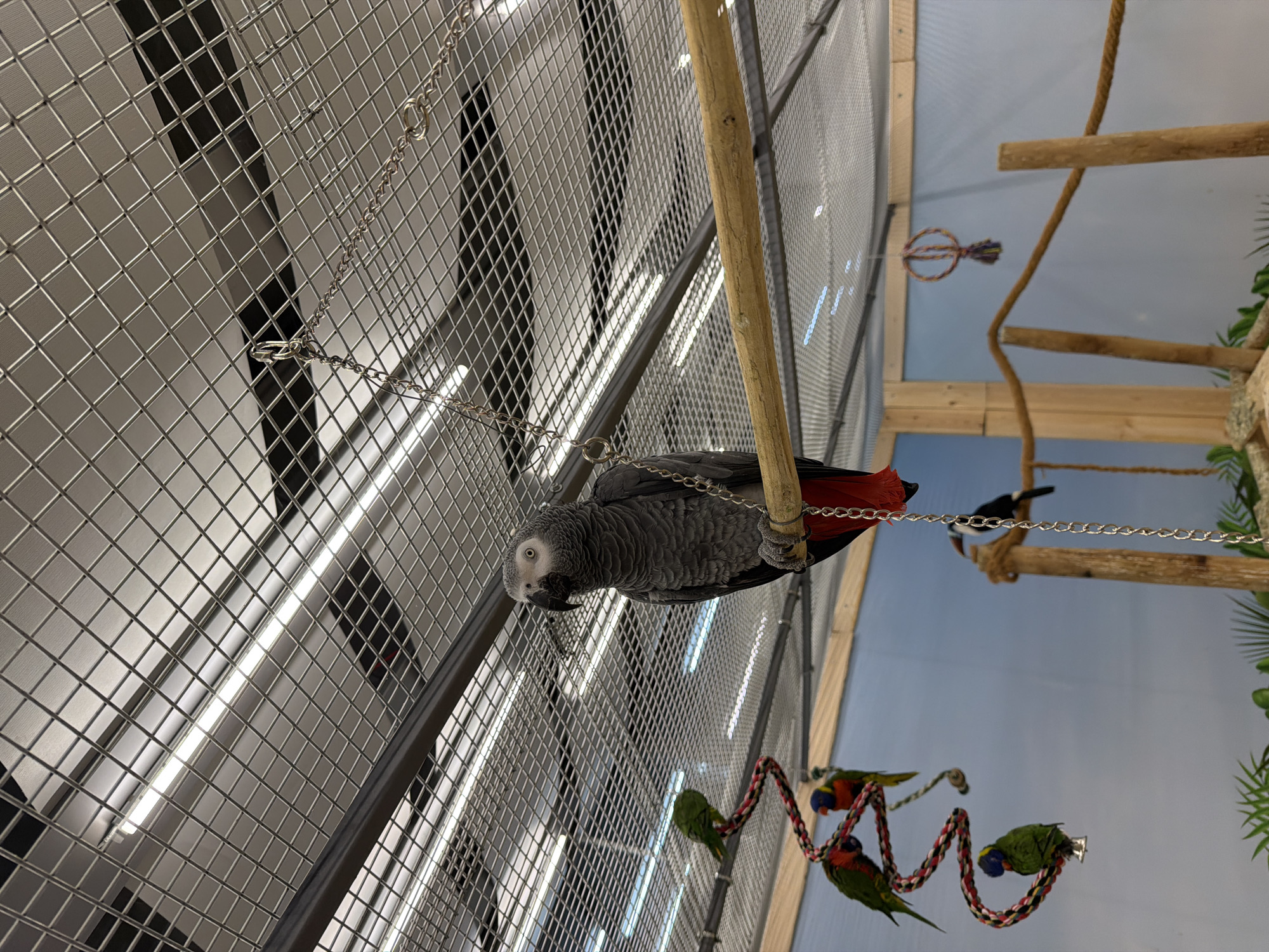 An African Grey Parrot is perched on a wooden dowel in an aviary. The parrot is primarily grey with a black beak and a striking red tail. It is looking to its left, with one eye visible. A silver chain hangs from the parrot's perch and attaches to the wire mesh ceiling of the aviary. Behind the parrot, several smaller, colorful birds, likely lorikeets, are clustered on a coiled, red and white rope toy. Further in the background, a toucan can be seen on a wooden perch. The aviary has a light blue backdrop and a wire mesh ceiling with fluorescent lights. The scene is indoors. The image was captured in Burgas, Bulgaria.