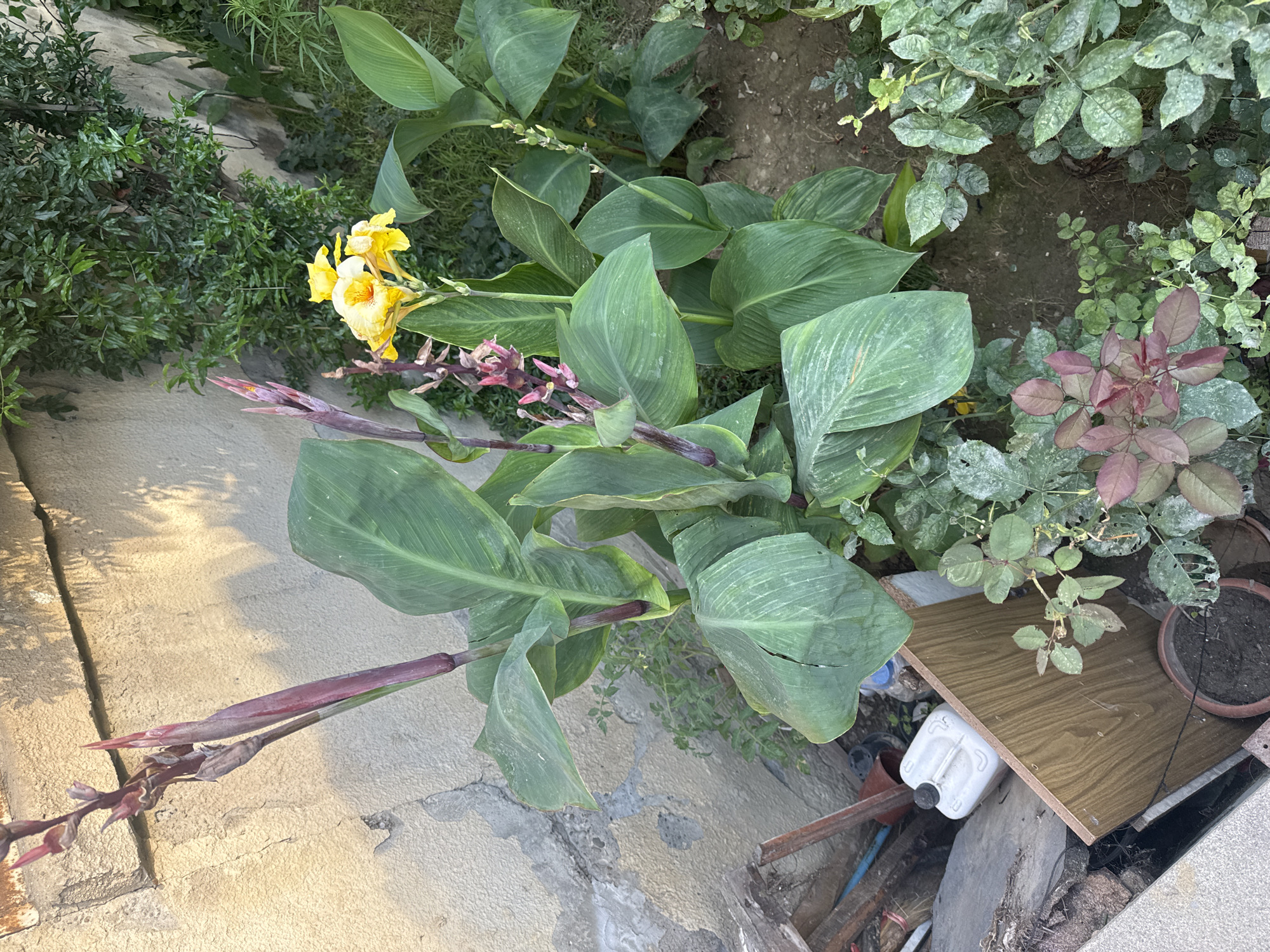 The image shows a garden area, likely in Baku, Azerbaijan, with a focus on plants and some surrounding elements. In the foreground and center, a large Canna lily plant with broad, deep green leaves dominates the frame. It has tall, reddish-purple stems, with some unfurling flower buds and one stalk bearing small yellow flowers. To the left of the Canna lily, there are developing buds on another stalk of the same plant, colored in shades of deep pink and purple.
To the right of the Canna lily, another Canna lily stalk is visible, also with yellow flowers, though less prominent. Behind the Canna lilies, a dense green shrub or small tree is growing against a textured, light-colored wall. This wall appears to be made of concrete or stucco, with some signs of age and weathering, including cracks and discoloration.
In the lower left quadrant of the image, there are several objects on the ground. These include pieces of wood, a white plastic jerrycan with a black cap, and a dark-colored bucket. There is also a partially visible brown wooden board. In the bottom right and extending into the center, smaller plants, possibly rose bushes, are visible with green and reddish-purple foliage, some showing signs of fungal growth or dust. The ground itself is composed of soil and some scattered debris. The lighting suggests it is daytime, possibly late afternoon, with dappled sunlight casting shadows on the wall. The overall impression is an outdoor, urban garden setting with a mix of cultivated plants and discarded items.