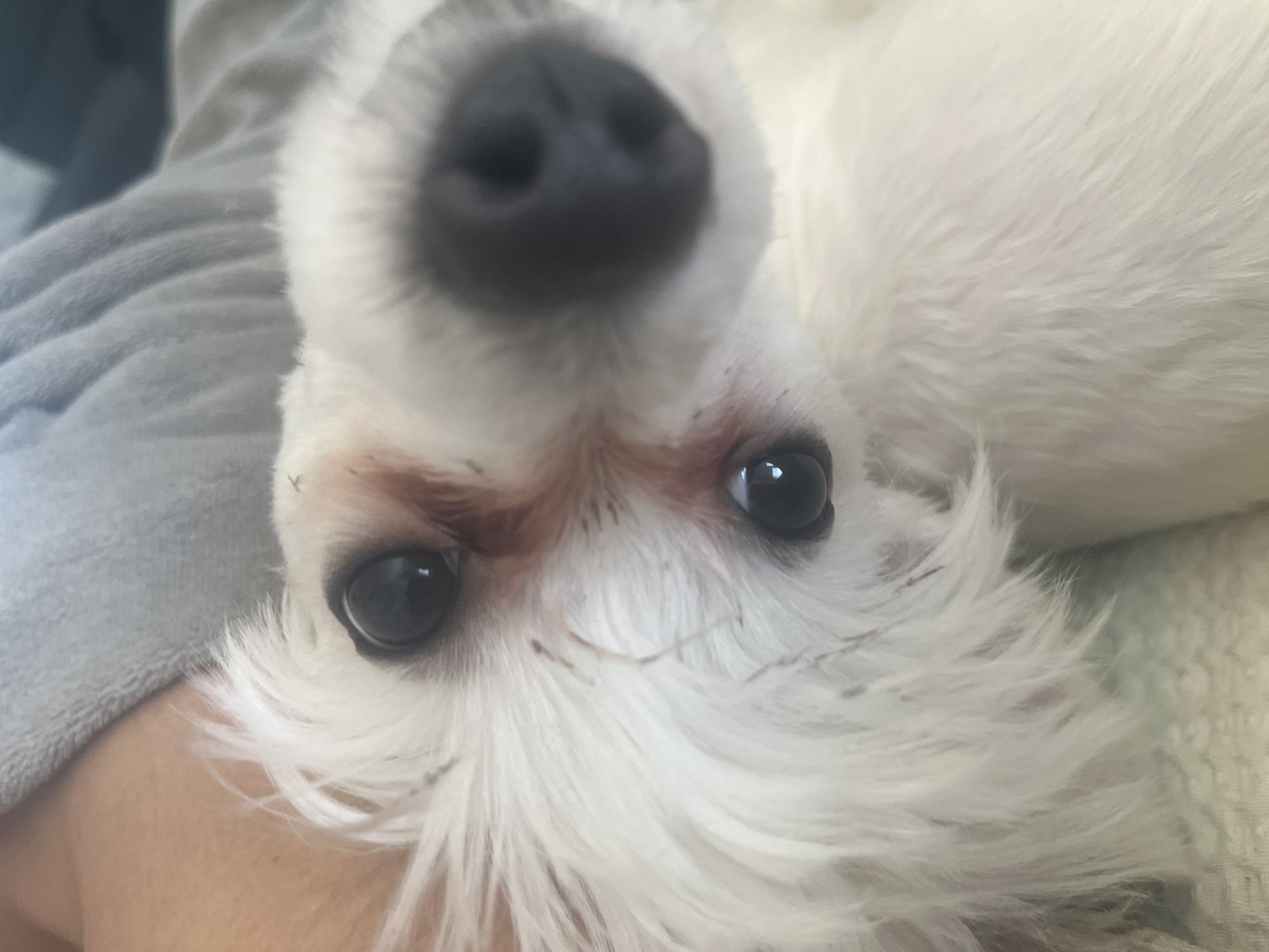 A close-up, high-angle shot features a small, white fluffy dog looking directly into the camera. The dog's dark, moist nose is prominent at the top center of the frame, slightly out of focus, while its expressive, dark eyes are in sharp focus, reflecting light. Around both eyes, there are reddish-brown tear stains, and several small, light brown debris, resembling bits of straw or dry grass, are visible tangled in its white fur.
The dog's bright white fur fills much of the image. On the left side, a light-skinned human arm or hand is visible, suggesting physical interaction or holding. A soft, textured greyish-blue fabric, likely a blanket or clothing, occupies the background on the left, providing a gentle contrast to the dog's fur. Another soft, light-colored fabric is partially visible on the right. The lighting is soft and even, characteristic of an indoor setting during daylight. The dog's gaze appears curious and gentle, creating an intimate and calm atmosphere. There is no visible text in the image. This scene is located in Varna, Bulgaria.