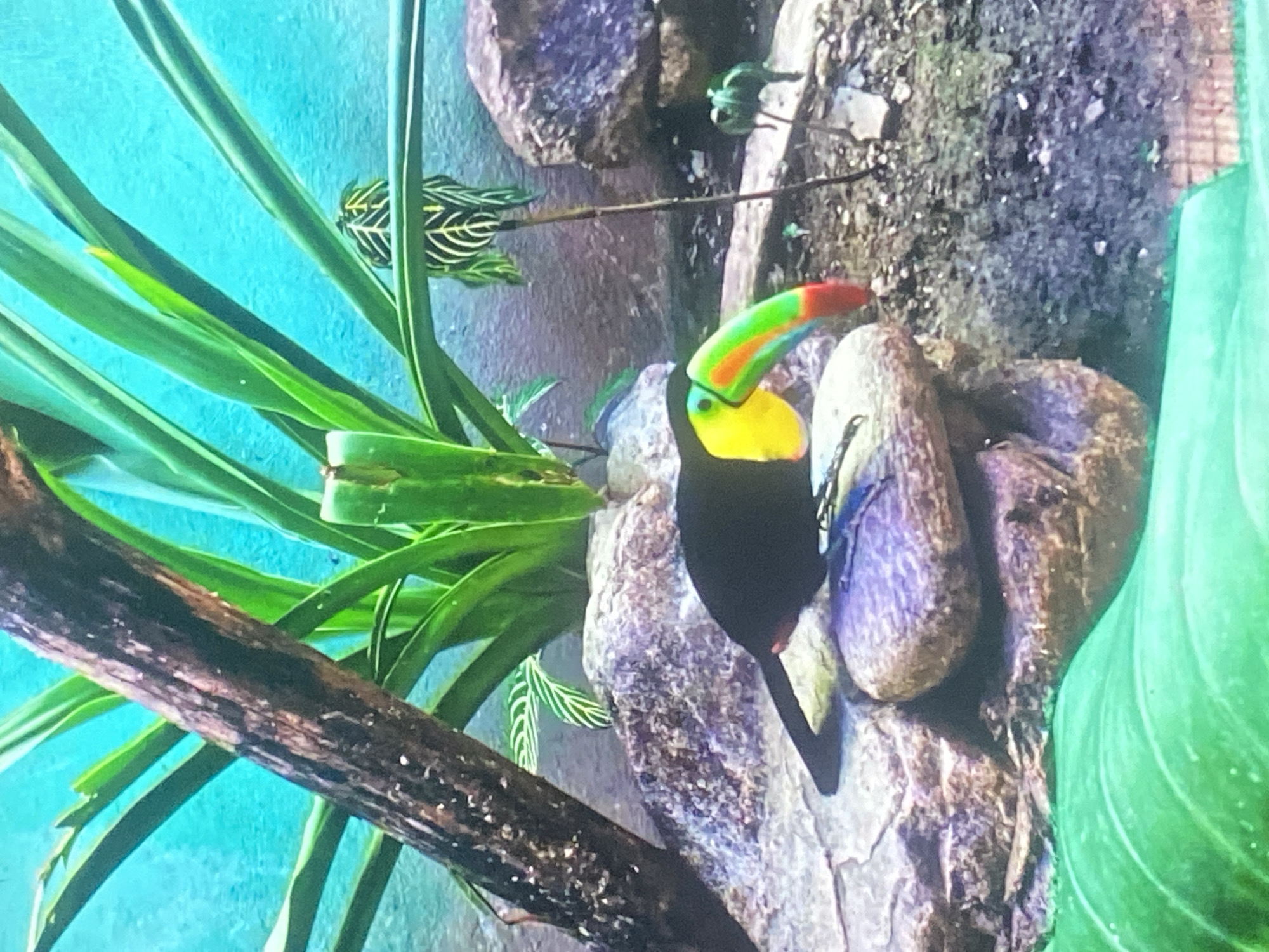 The image features a toucan perched on a rock formation, situated amidst lush green plants and foliage. The bird has a predominantly black body with a vibrant yellow chest and a large, multicolored beak. The backdrop includes blue and green hues, possibly indicating an artificial environment such as a zoo or aviary. The setting appears to be a display or enclosure with constructed rock features and planted vegetation. Given the request to provide information related to Tinaquillo, Venezuela, it is presumed that this image was taken at a location within that city, possibly a zoo or wildlife exhibit. However, without additional context, such as signage or landmarks, it is impossible to pinpoint the exact location within Tinaquillo.
