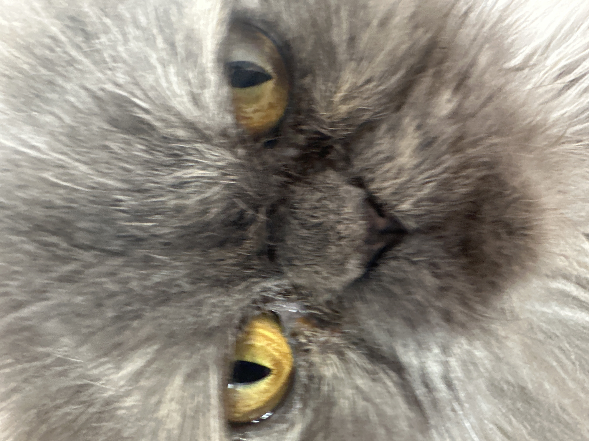 Close-up of a cat's face, showing golden eyes, grey fur, and nose. No information suggests the image was taken in Burgas, Bulgaria.