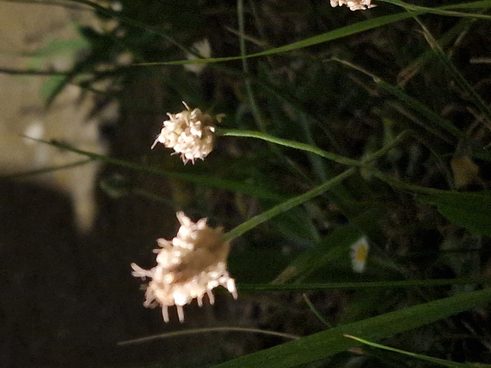 The image depicts a close-up, low-angle view of two small, light-colored flowers with a spherical or club-shaped cluster of petals atop thin green stems. The flowers are surrounded by blades of green grass and dark, out-of-focus foliage. One flower is on the left, slightly larger and appearing to be in full bloom, with delicate, spiky petals. The second flower is to its right and slightly behind, appearing smaller and possibly less mature. In the background, there are hints of more greenery and a dark, shadowy area which could be a wall or dense vegetation. A very small, blurry white flower with a yellow center is visible in the grass to the lower left of the larger flower. Another blurry white flower is visible in the far right of the image. The lighting suggests it is either early morning or late afternoon, with some areas brightly lit and others in deep shadow. The scene is devoid of any human presence or activity. The specific location in České Budějovice, Czechia, cannot be determined from the visual information provided in the image.