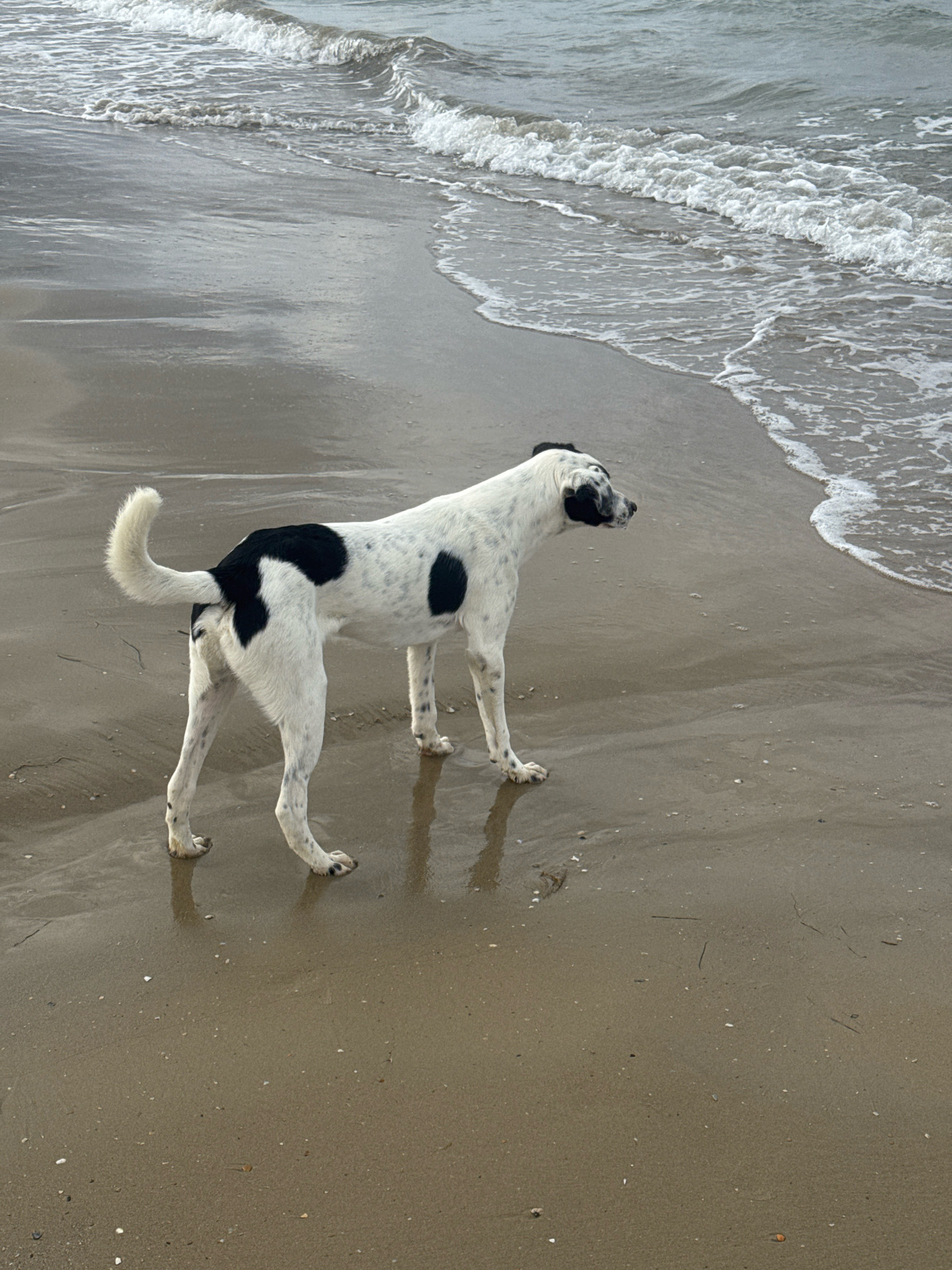 A black and white spotted dog stands on a wet sandy beach, facing right, looking towards the ocean. Gentle waves are washing ashore. The dog's tail is curled upwards. The sand is damp and reflective, with small shells and debris scattered across it. The water is grey and choppy, with white foam from the waves. The sky is overcast, creating diffused lighting. The location appears to be a beach in Anapa, Russia, given the context.