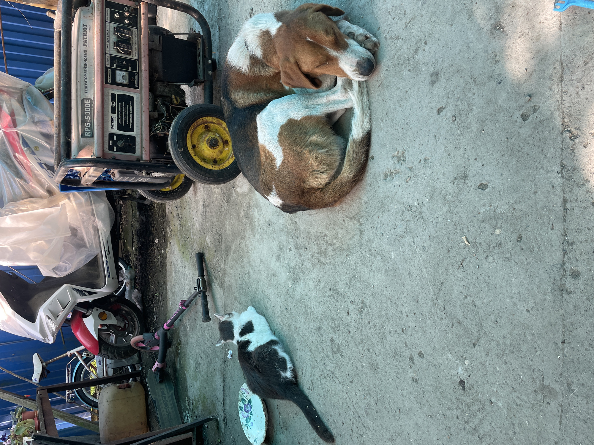 The scene captures an outdoor space in Olginka, Russia, exhibiting a mix of domestic elements. A brown and white dog is curled up, asleep on a concrete surface next to a portable generator labeled "RPG-5000E PATRIOT". Adjacent to the dog, a black and white cat rests on the same concrete, near a patterned plate. Further in the background, there's a scooter, a bicycle, and other assorted items.