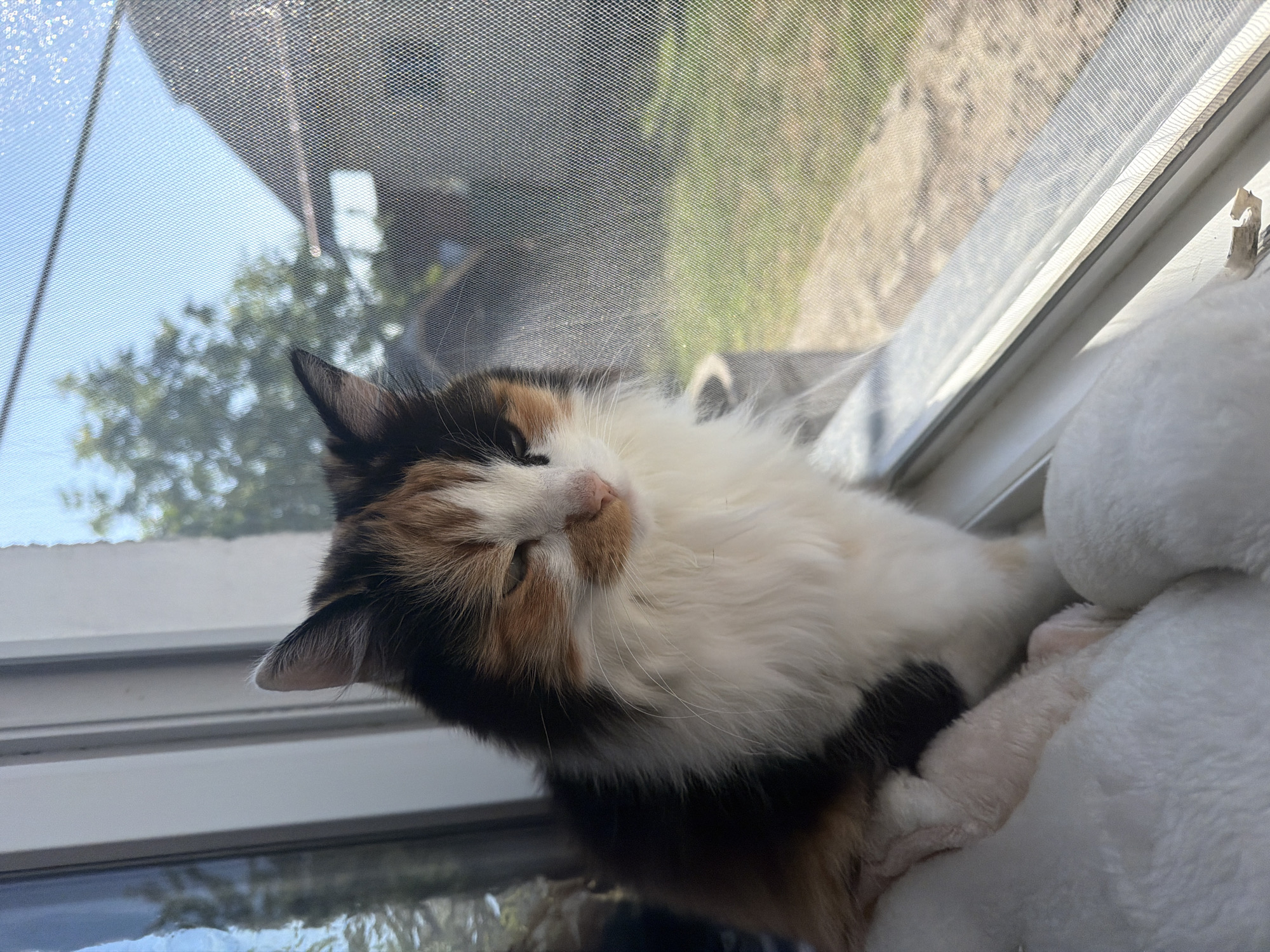 A calico cat with white, black, and orange fur is perched on a windowsill, looking out through a screen door. The cat has its eyes partially closed and appears to be relaxed. Outside the window, a house and trees are visible against a clear blue sky. The windowsill is white, and the cat is resting on a soft white blanket. The scene suggests a peaceful domestic setting.