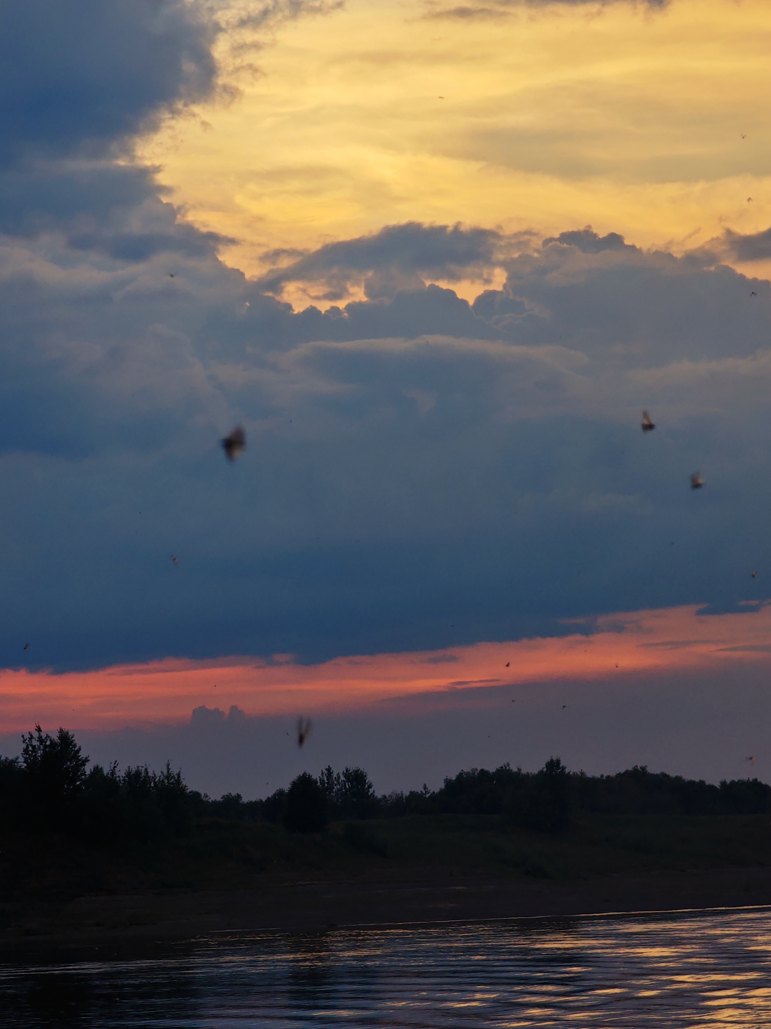 This is a vertical, medium-shot photograph capturing a sunset over a body of water, likely a river, with a treeline in the distance. The sky dominates the upper two-thirds of the image, displaying a dramatic sunset with layers of color. The highest clouds are bathed in a warm, golden-yellow light, transitioning to darker, bluish-gray clouds in the middle. A band of vibrant reddish-orange streaks across the lower sky, just above the treeline.
The lower third of the image shows a dark silhouette of trees and vegetation forming a treeline along the far bank of the water. The water itself is dark, reflecting the colors of the sky in shimmering patterns. The surface of the water is disturbed by gentle ripples.
Several small, indistinct shapes are visible in the sky, appearing to be insects or small birds in flight. One larger, blurred shape, also in the sky, could be a bird in motion. These elements add a sense of life and movement to the otherwise serene landscape.
The time of day is clearly sunset, indicated by the colors in the sky. The cloudy conditions suggest a potentially dramatic or atmospheric weather event. The treeline hints at a natural, possibly rural, or wilderness setting. The overall mood is serene, with a touch of the dramatic due to the vibrant sky and the silhouettes. There is no visible text in the image. The setting is likely Vorogovo, Russia.