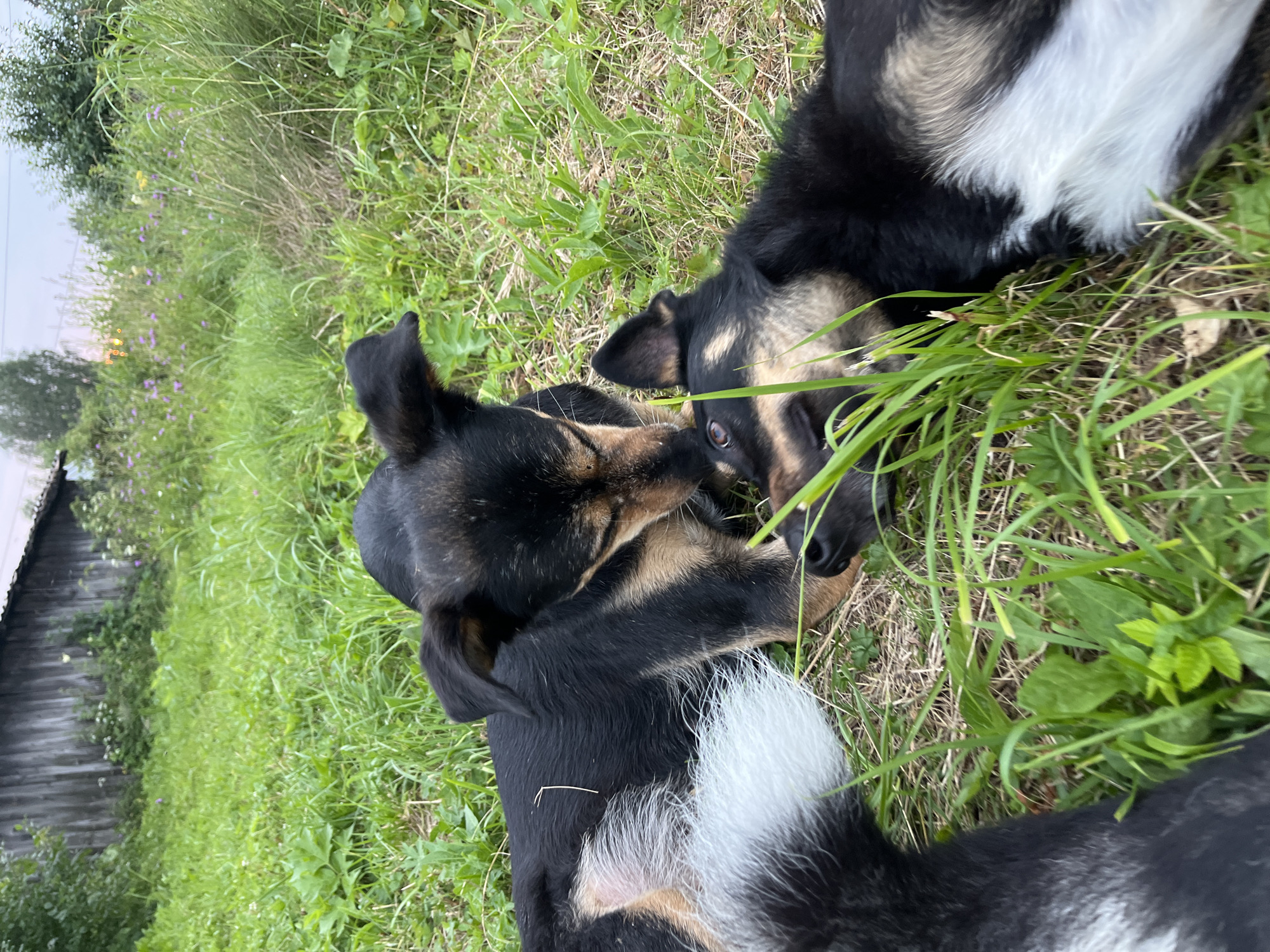 The image depicts two puppies lying on the grass in what appears to be a rural or semi-rural setting. One puppy, with black and tan markings, is nuzzling the face of the other puppy, which is lying on its back with its eyes open. The background includes a wooden structure, possibly a shed or outbuilding, and tall grasses with some wildflowers. The lighting suggests it is either early morning or late afternoon. The scene is consistent with an outdoor area in a residential or agricultural region, potentially within Nizhny Tagil, Russia, given the context provided. The puppies are the central subjects, interacting affectionately. The environment is natural and overgrown, with a man-made structure present in the distance.