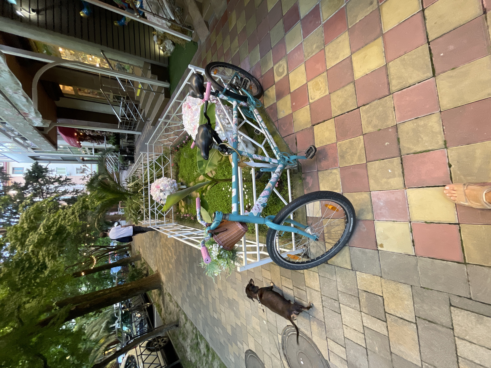 A medium-shot, eye-level outdoor shot captures a sidewalk scene in Sochi, Russia, likely in a resort or commercial area, with a dachshund on a leash and a decorated bicycle as the primary subjects. The dachshund, a dark brown, long-bodied dog, stands on a paving stone path, looking to its left. Beside it, a teal-colored bicycle with floral patterns and a wicker basket is parked. The basket is filled with light-colored flowers, and more floral decorations adorn the bicycle's frame and handlebars. The bicycle is positioned in front of a low white fence enclosing a small green garden patch. Beyond the fence, a building with large windows and an awning is visible. Trees with decorative lights hang over the sidewalk in the background, where parked cars are also present. The ground is paved with square tiles in shades of pink, yellow, and grey. A person's bare foot in a sandal is visible in the foreground, bottom right. The lighting suggests it is late afternoon or early evening.